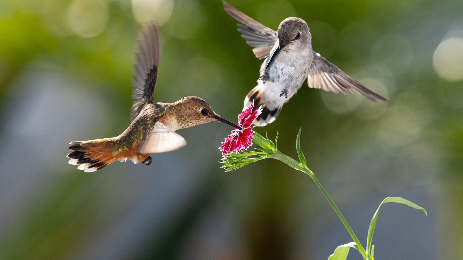 Zwei Kolibris ernähren sich von Blütennektar