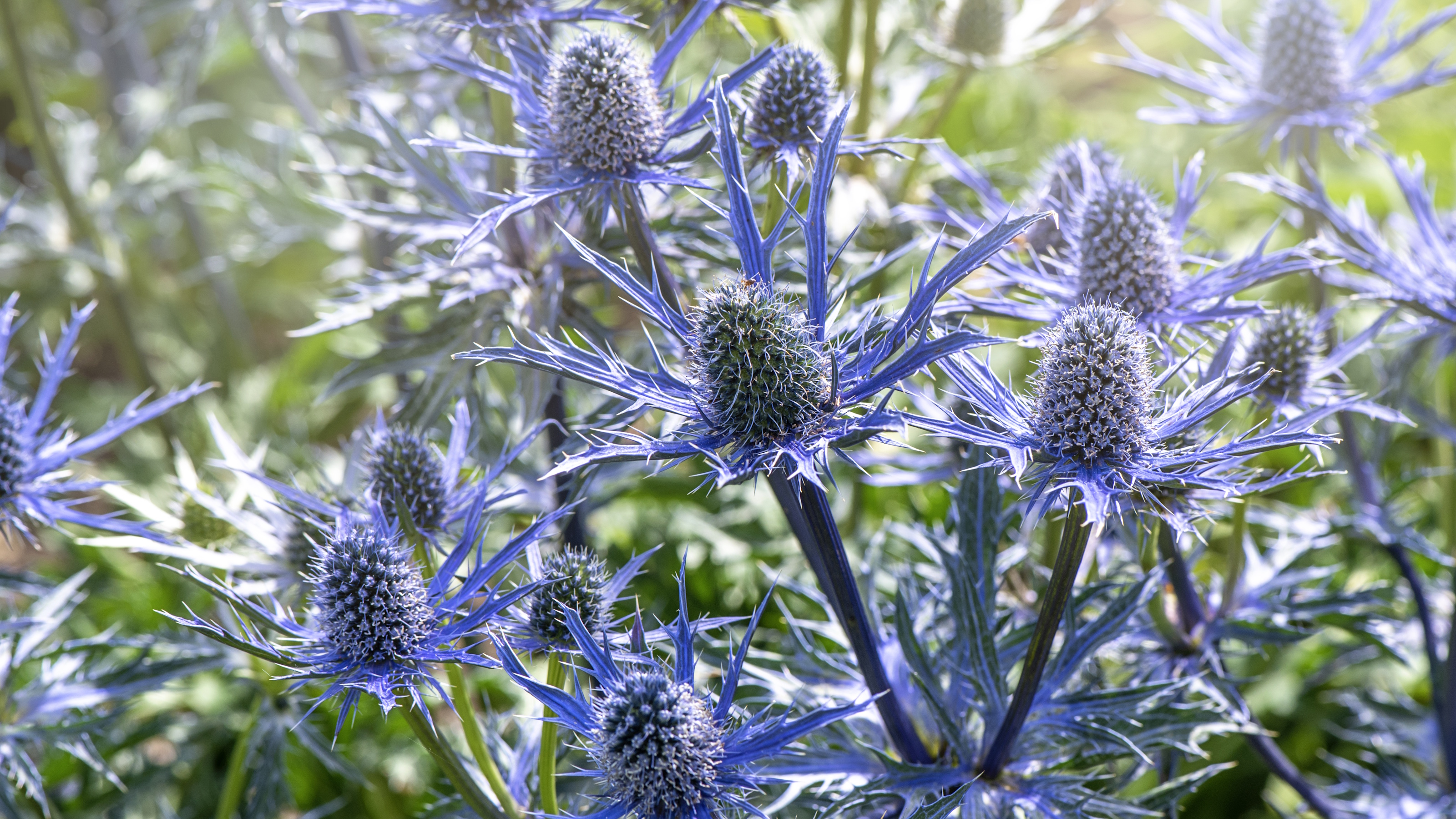 Eryngiumblüten