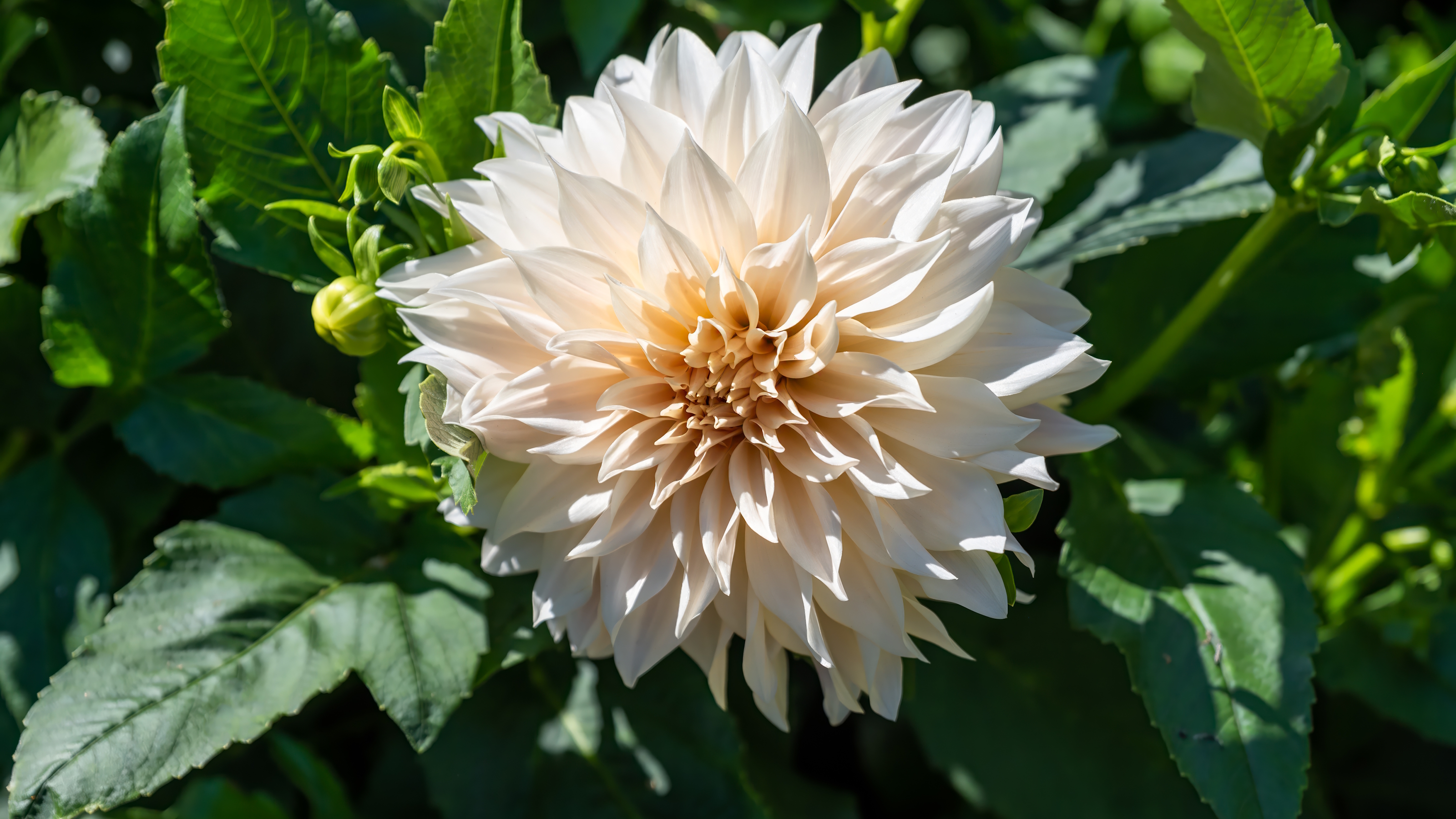 Die Aprikosenblüte einer Café-au-Lait-Dahlie