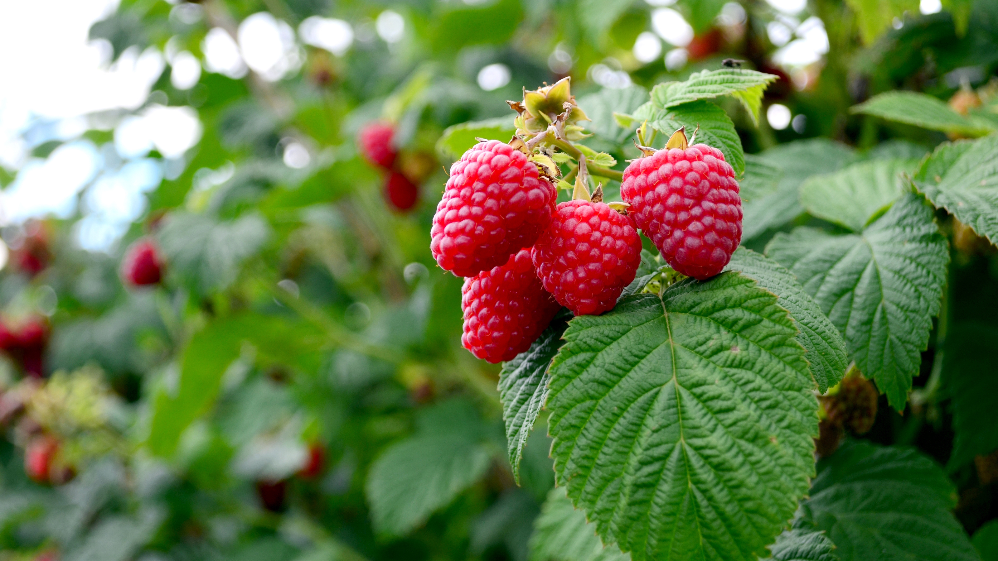 Nahaufnahme einer Gruppe roter Himbeeren, die an der Pflanze reifen