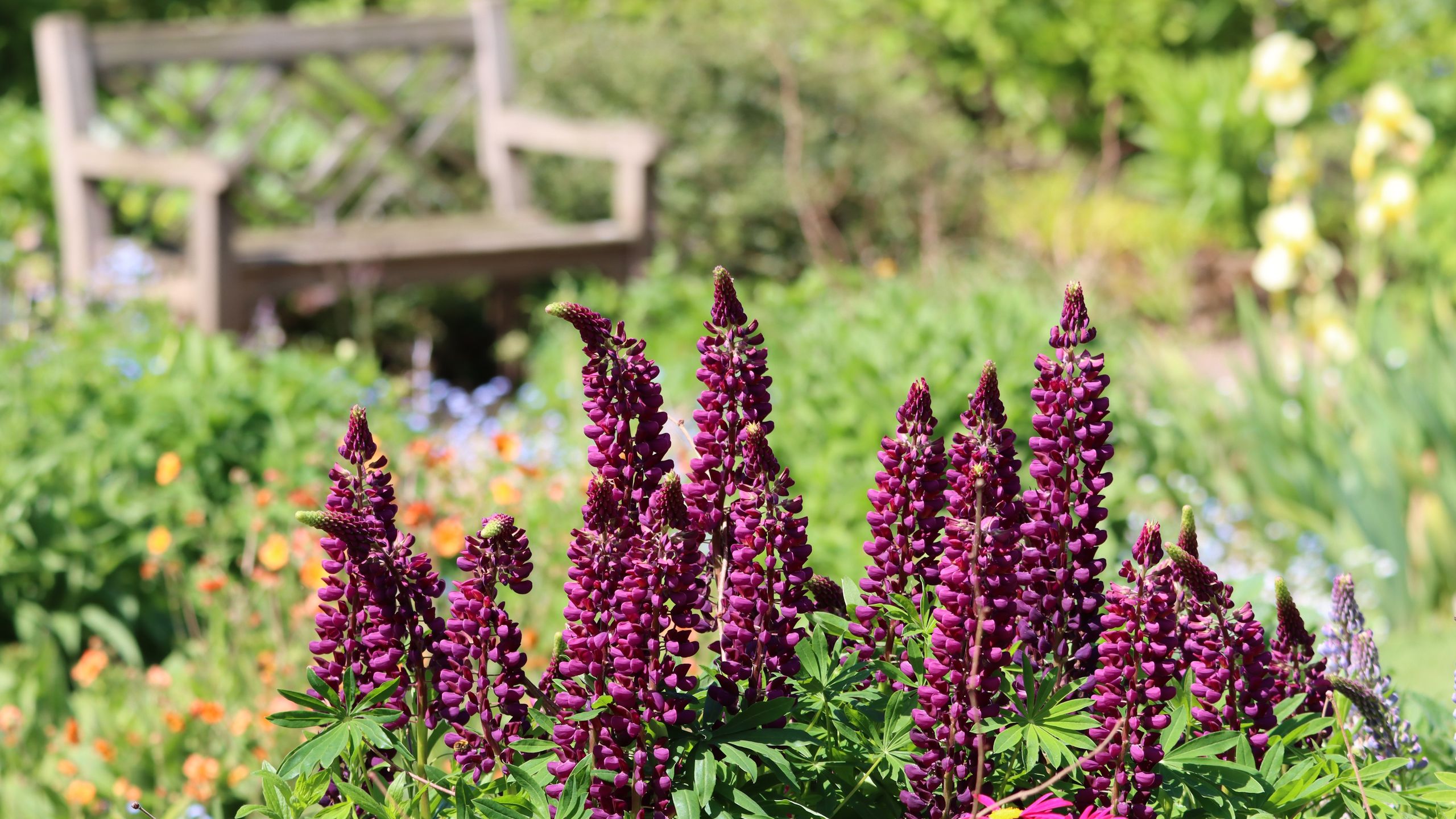 7 wunderschöne Blumen, die Sie im September säen können – um Ihren Garten im nächsten Jahr mit Farbe zu füllen