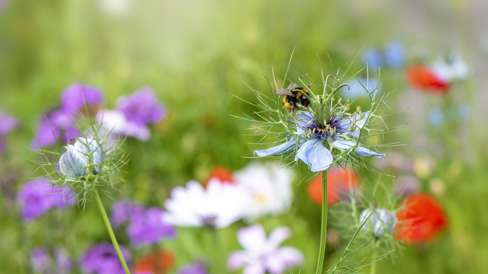 Nigella blooms in pale blue with a bee