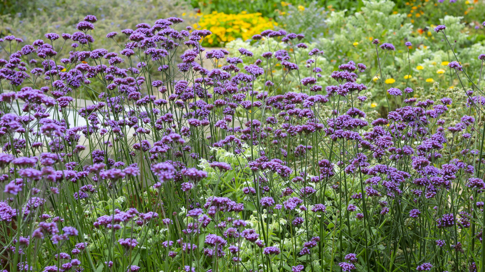 Verbena bonariensis bedeckt mit violetten Blüten in einem Blumenbeet