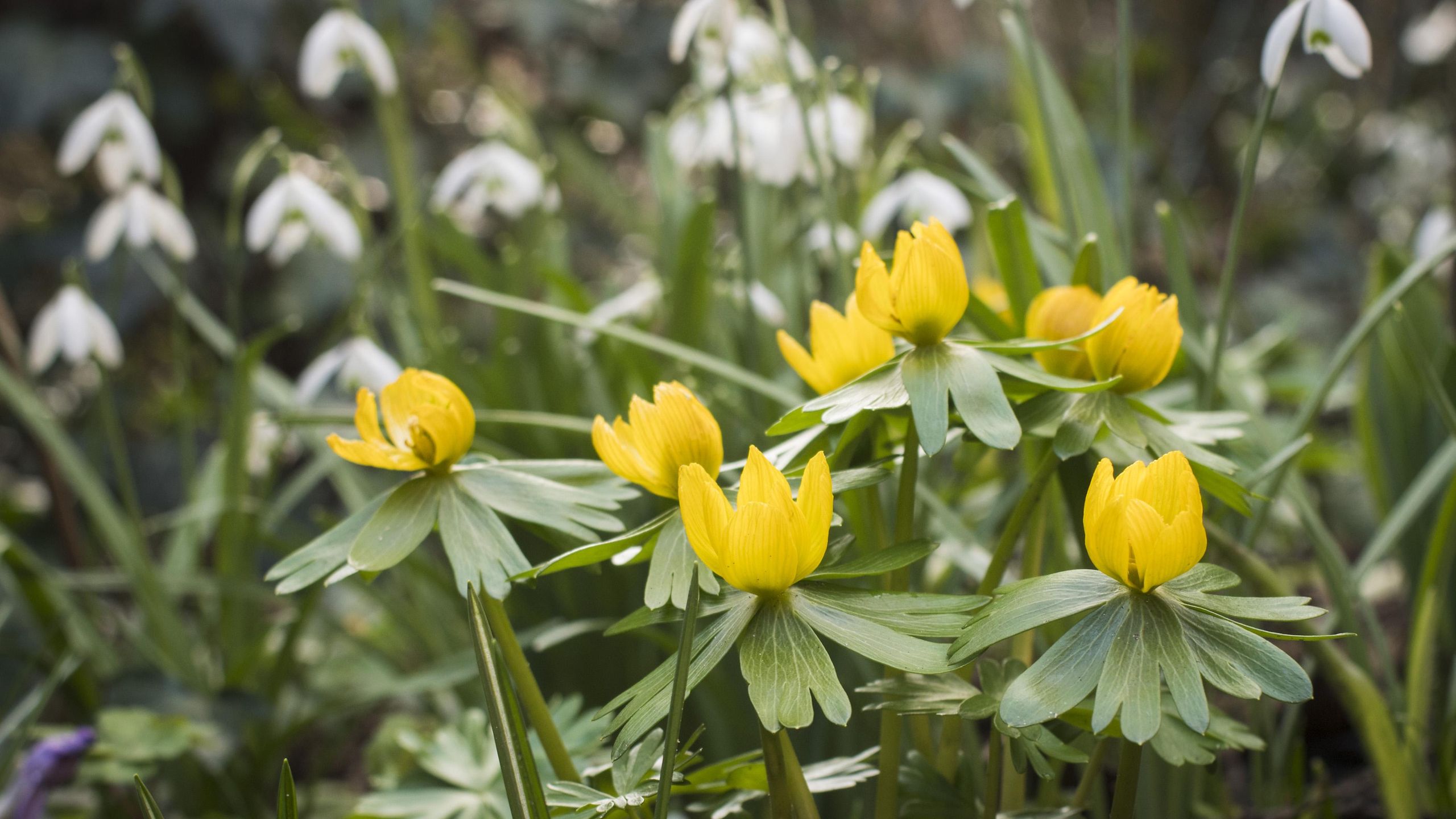 Bestellen Sie die Blumenzwiebeln im August, um sich einen Vorsprung bei der Frühlingsblüte zu verschaffen