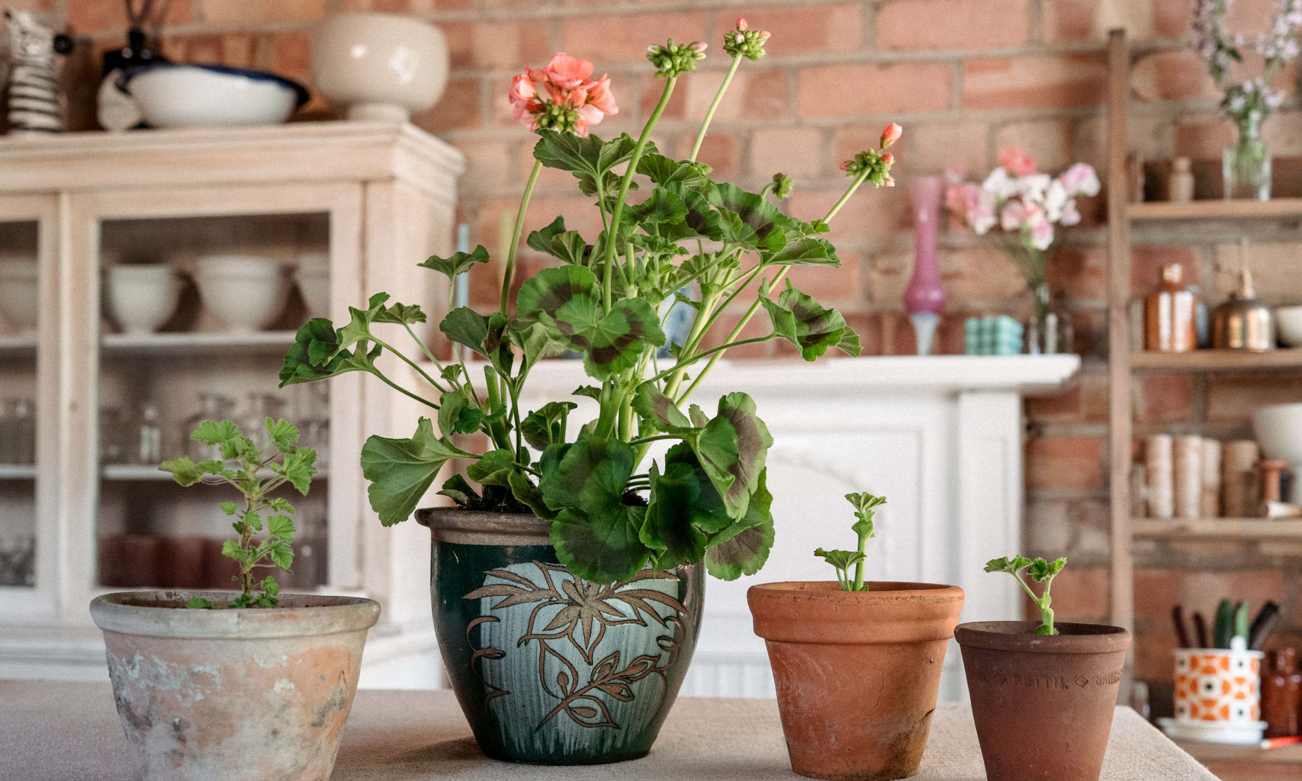 Large geranium plant with three pots on table in garden workshop