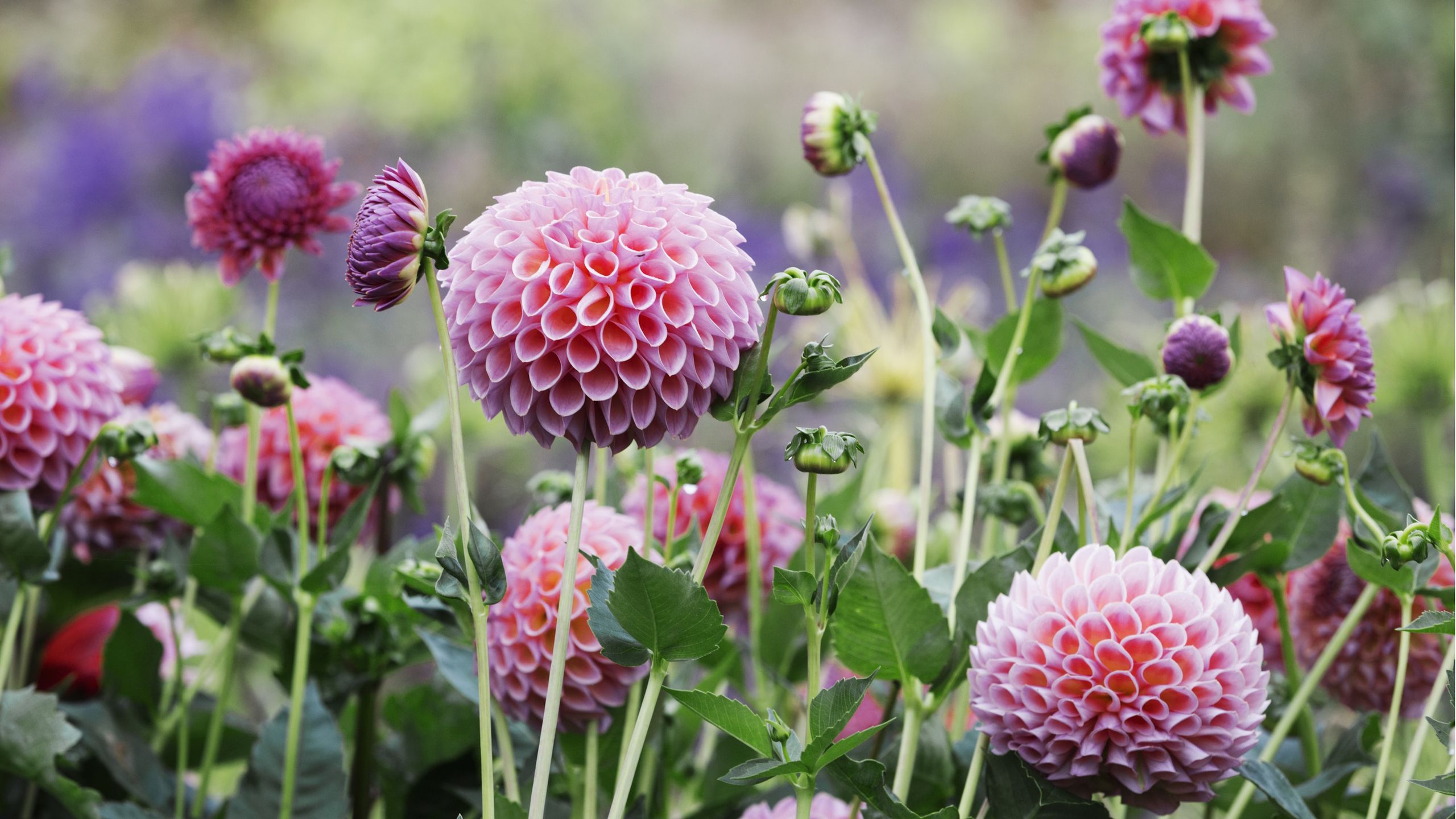 Dahlien blühen nicht mehr? 3 einfache Möglichkeiten, sie wiederzubeleben und vor dem Herbst wieder sensationelle Blüten zu erhalten