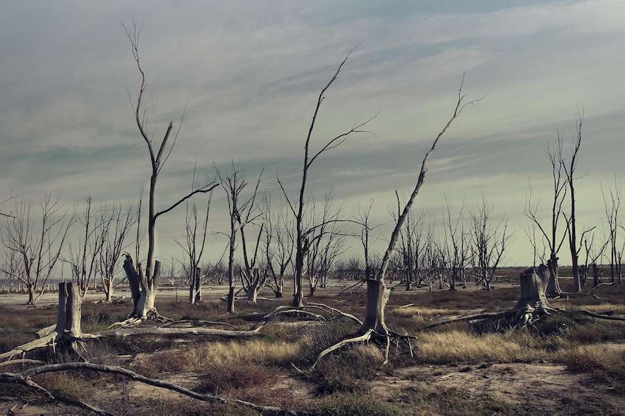 Half of England declared in drought as exceptionally dry summer intensifies pressure on wildlife and water resources
