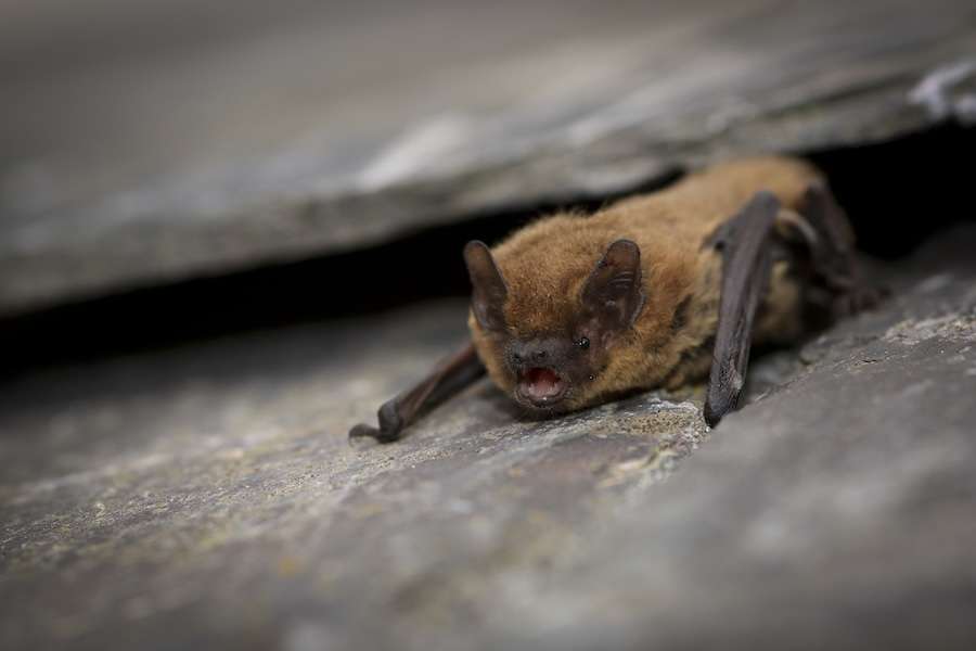 The Wildlife Trusts warn: As England smoulders, Westminster