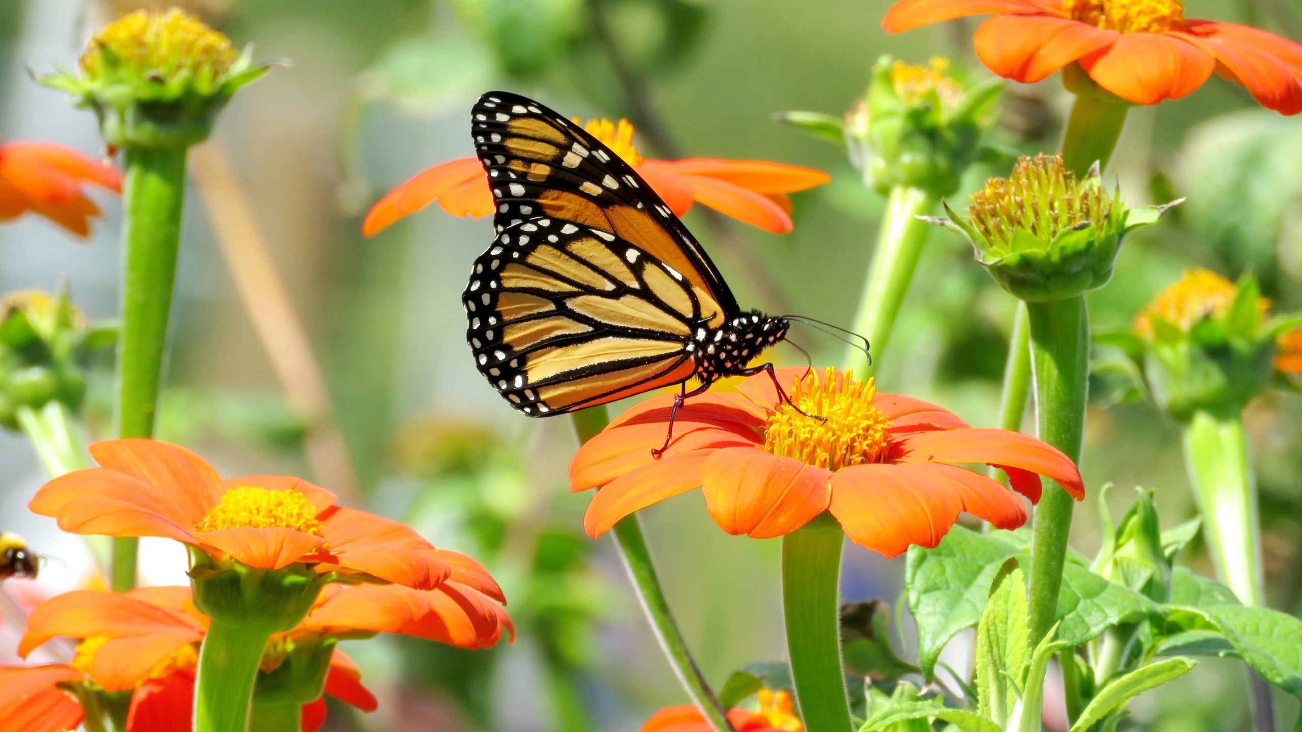 Die einblumigen Monarchfalter sind im Spätsommer unverzichtbar – pflanzen Sie sie jetzt für einen Garten voller Farben und Wildtiere