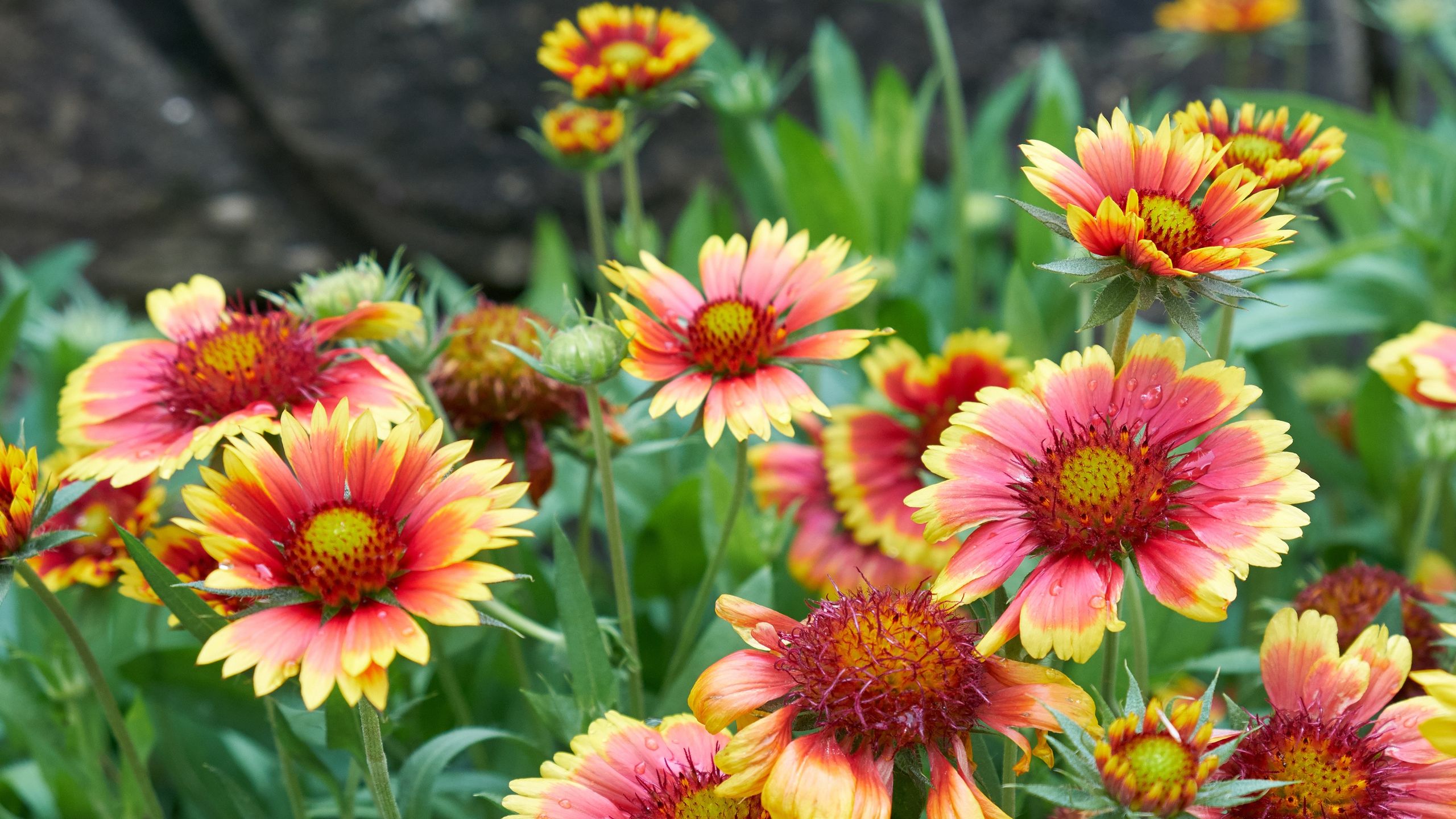 Diese wärmeliebende Blume blüht bis in den Herbst hinein, braucht wenig Aufmerksamkeit und wird von Wildtieren geliebt