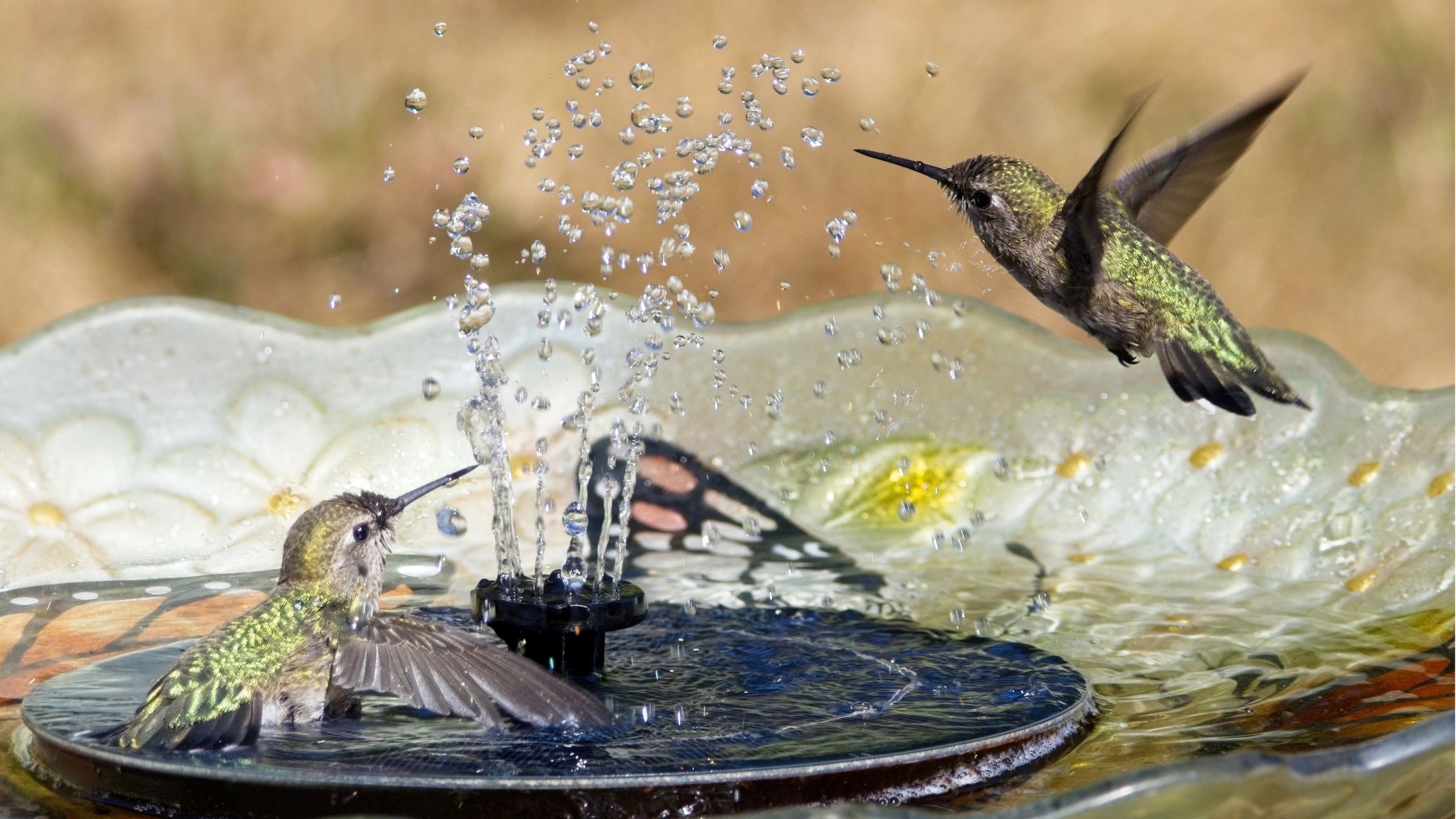 Dieses Vogelbad leistet etwas Erstaunliches – seine eingebaute Kamera identifiziert jeden Vogel, der Ihren Garten besucht