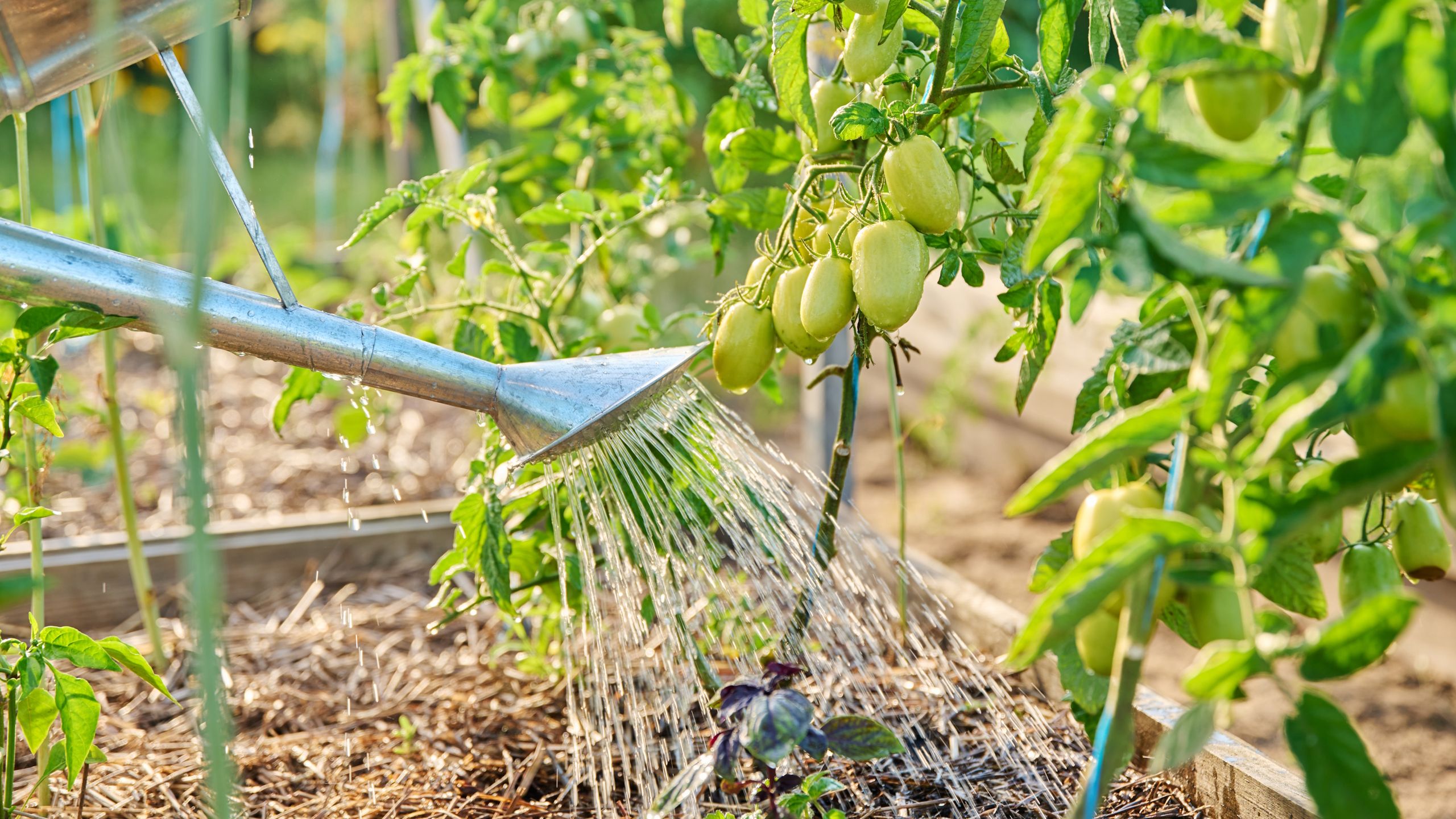 Dieses einfache Tomatenwerkzeug für 25 US-Dollar leitet Wasser direkt zu den Wurzeln – so verbrauchen Sie weniger und wachsen mehr