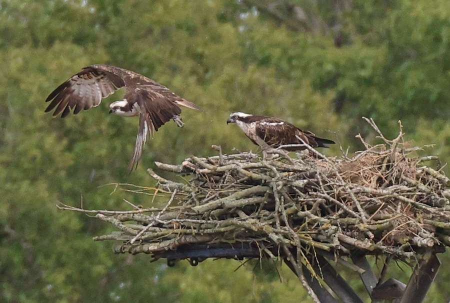 First Ospreys to hatch on an RSPB nature reserve in England since Victorian times