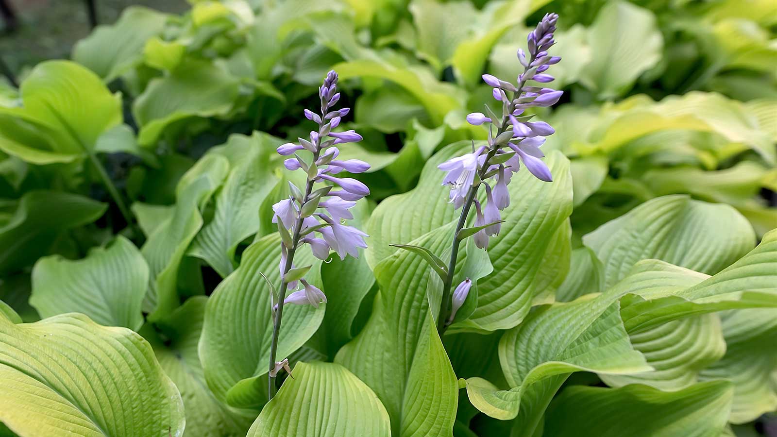 Hosta-Blätter und -Blüten