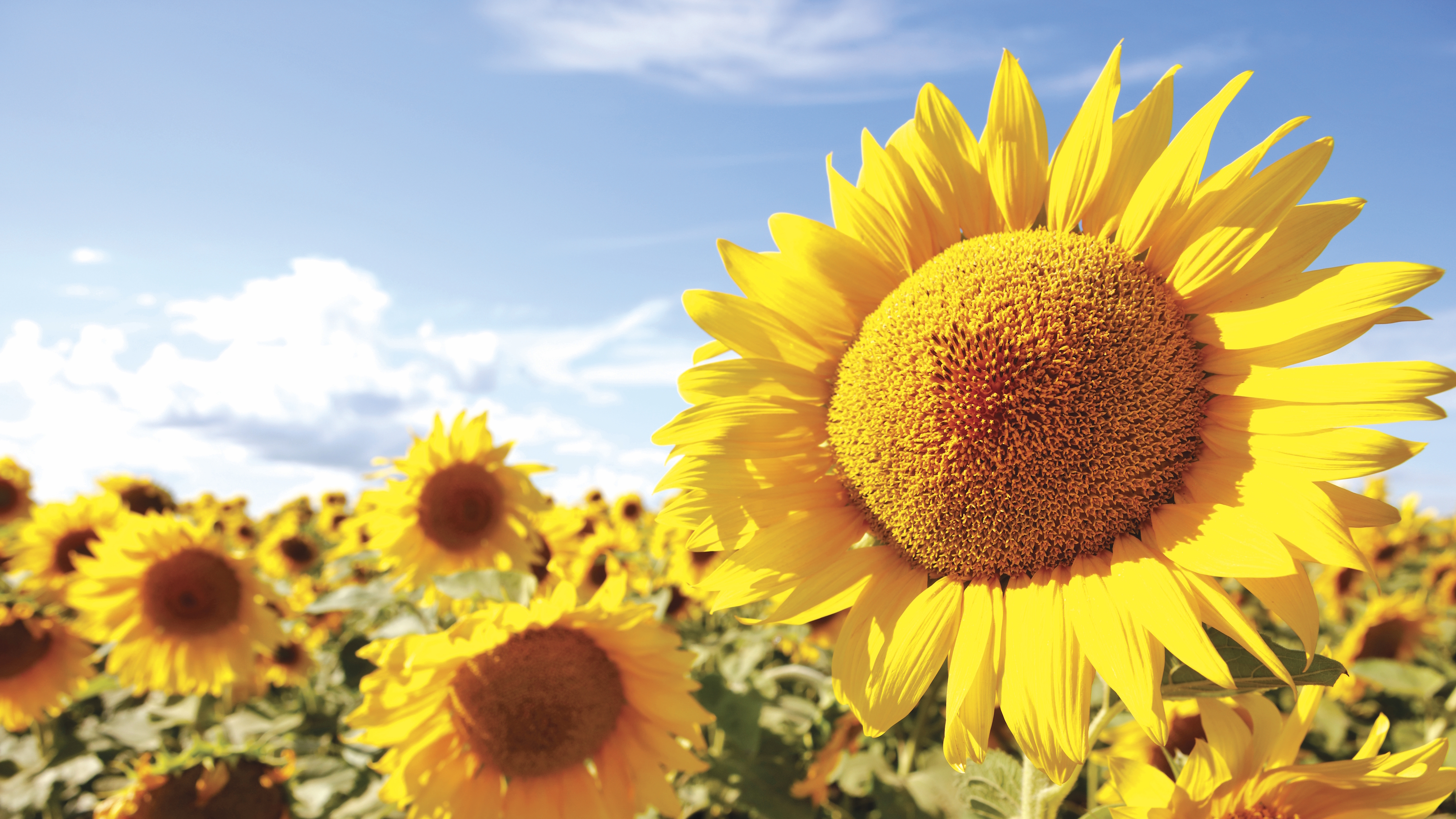 Eine leuchtend gelbe Sonnenblume ist von anderen Blüten auf einem sonnigen Feld umgeben