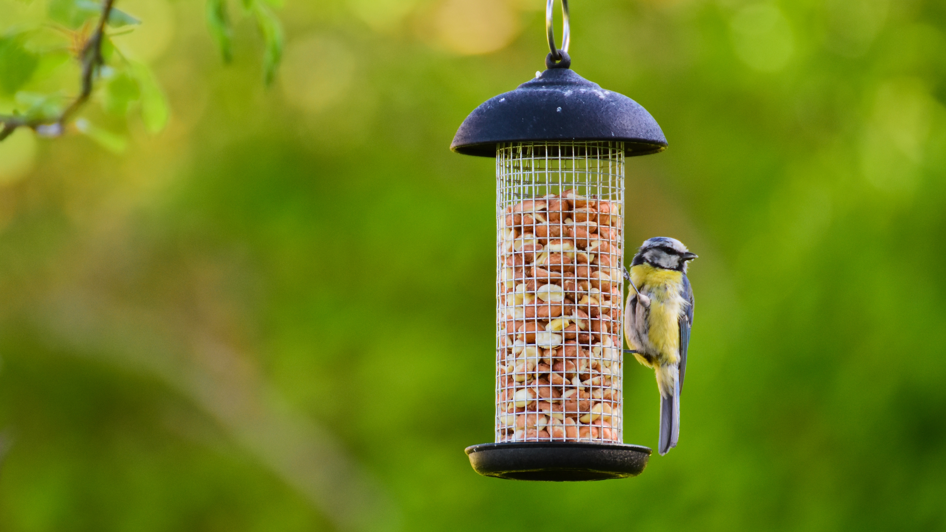 Vogel benutzt Käfigvogelfutterhäuschen