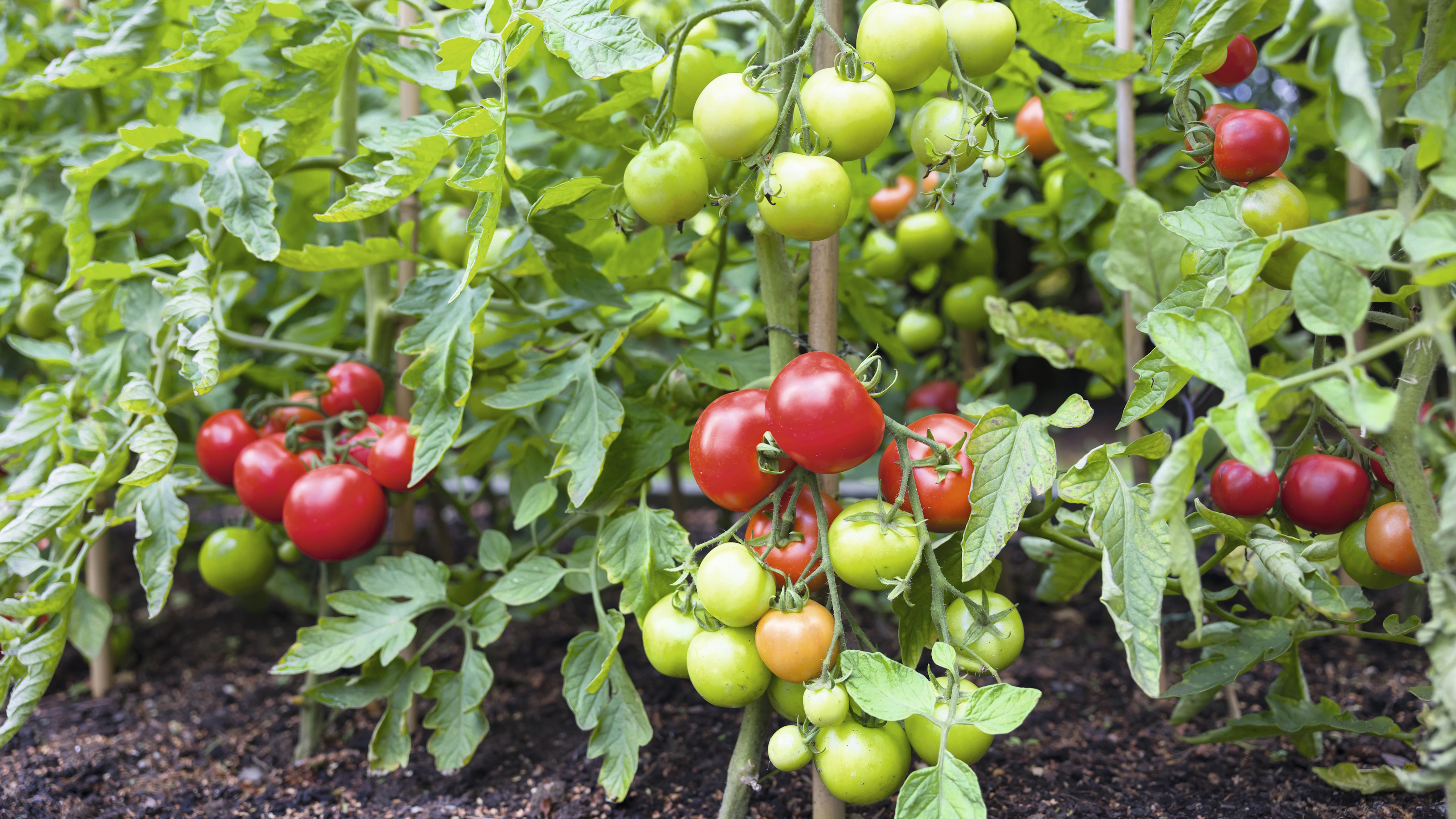 Tomatenpflanzen, die im Sommer mit einer Mischung aus roten und grünen Früchten bedeckt sind