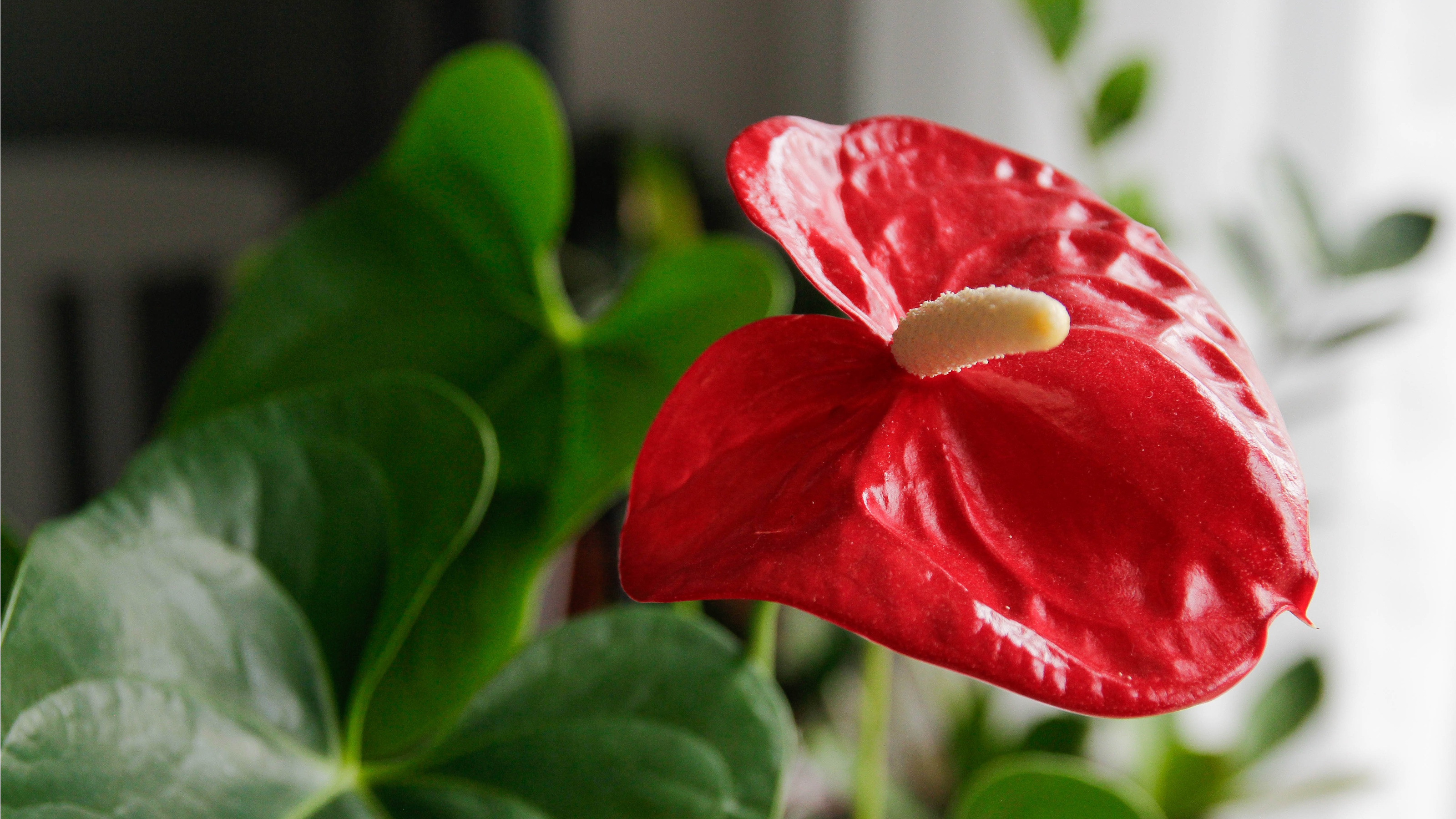 Rote Anthuriumpflanze