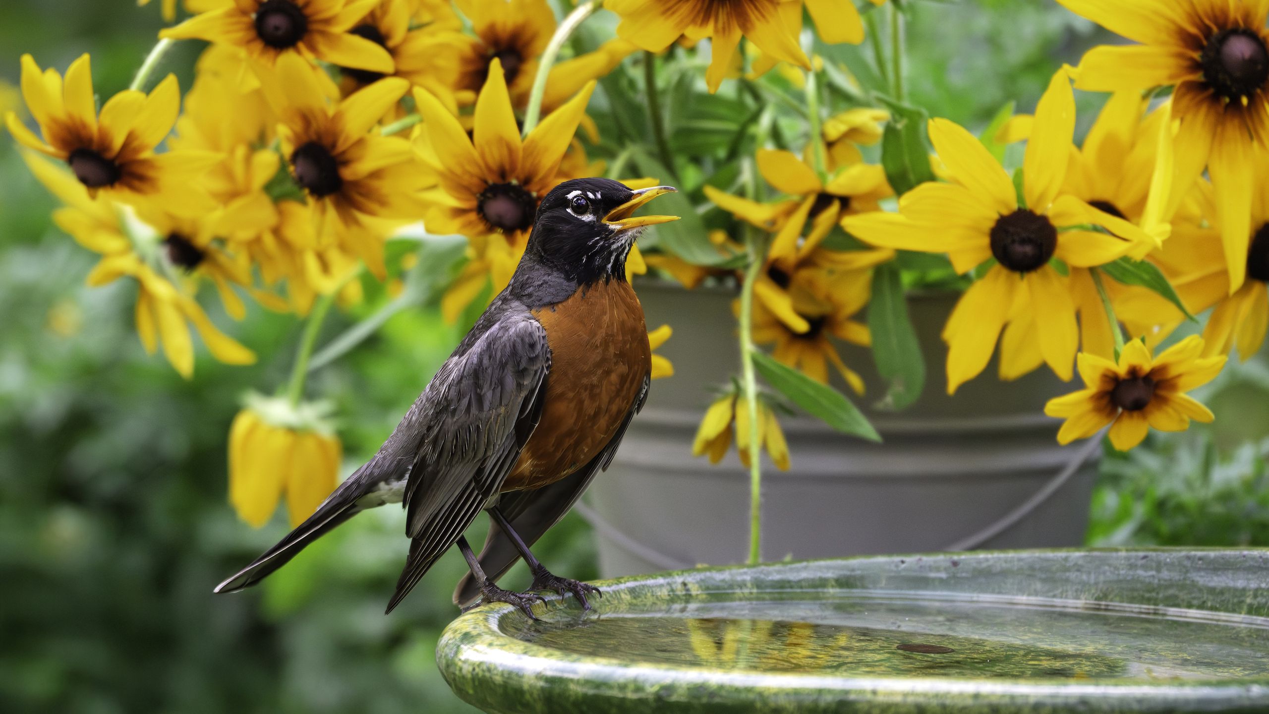 Möchten Sie diesen Herbst mehr Vögel in Ihrem Garten? Probieren Sie diese 5 einfachen Möglichkeiten aus, um zu helfen