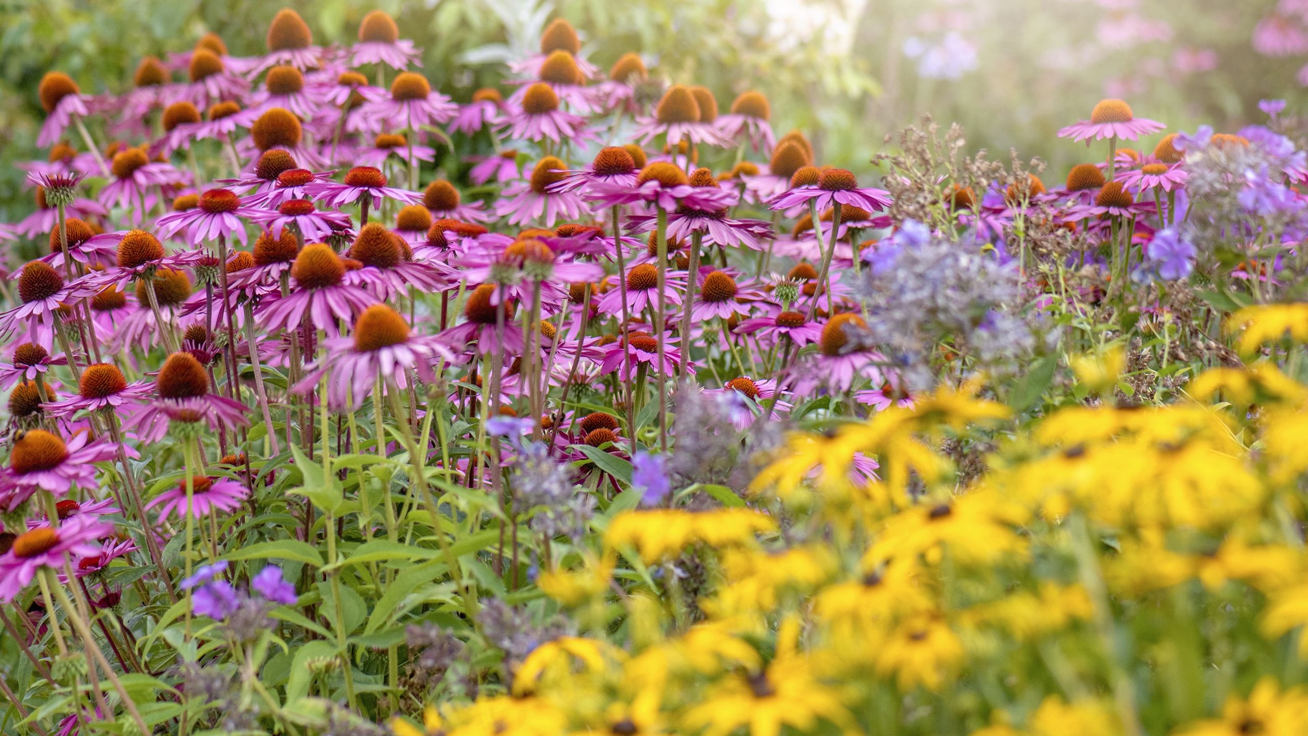 Pflanzen Sie diese 7 selbstsäenden, einheimischen Blumen einmal und lassen Sie die Natur den Rest erledigen – sie werden die Bestäuber jahrelang ernähren
