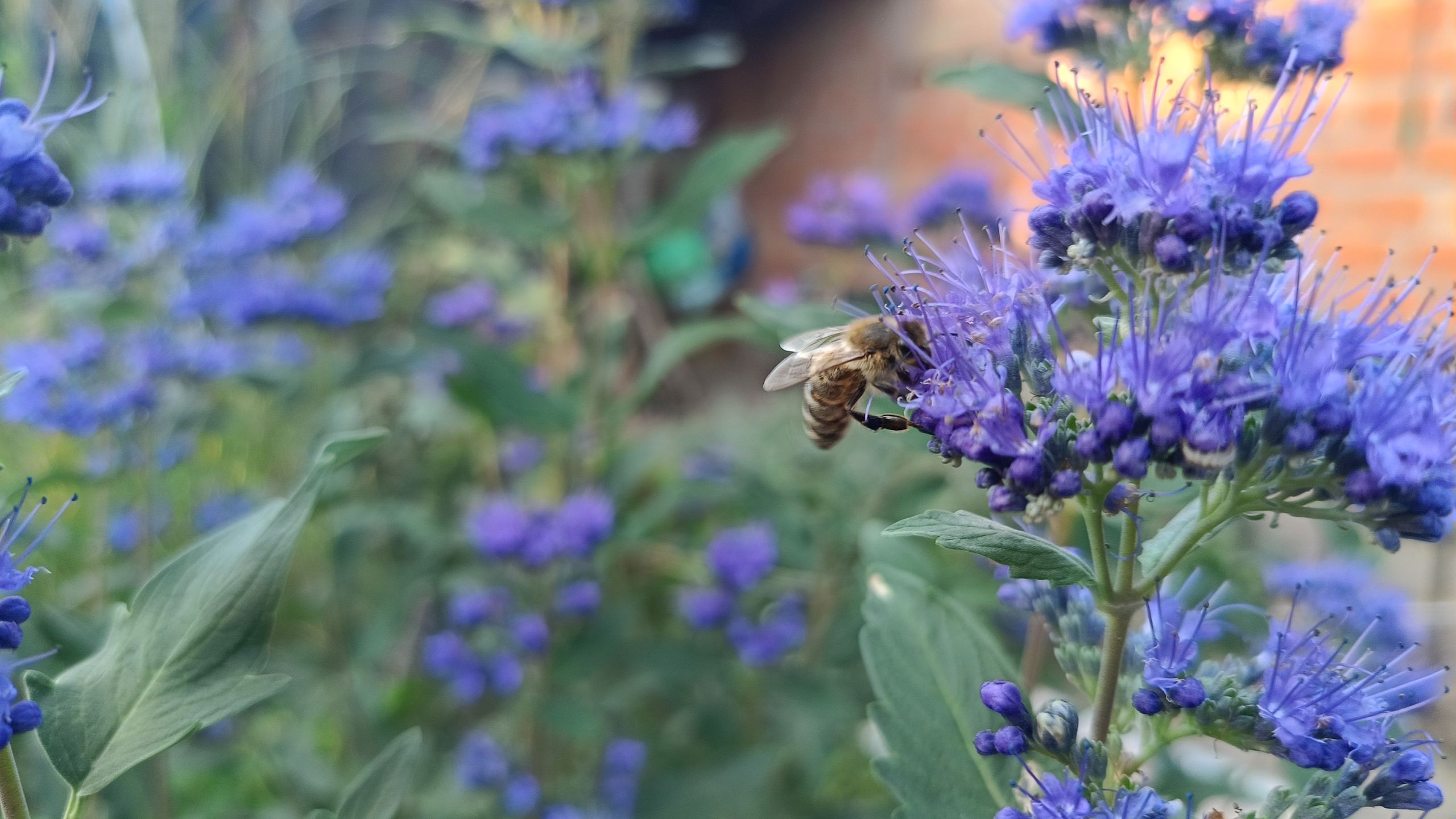 Pflanzen Sie diesen dürretoleranten Strauch für lebendige Farben und Blüten, die Bestäuber im Spätsommer lieben werden