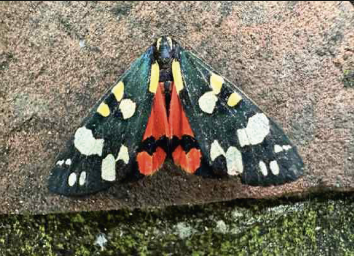 Record-breaking number of moths logged at former London Brick quarry