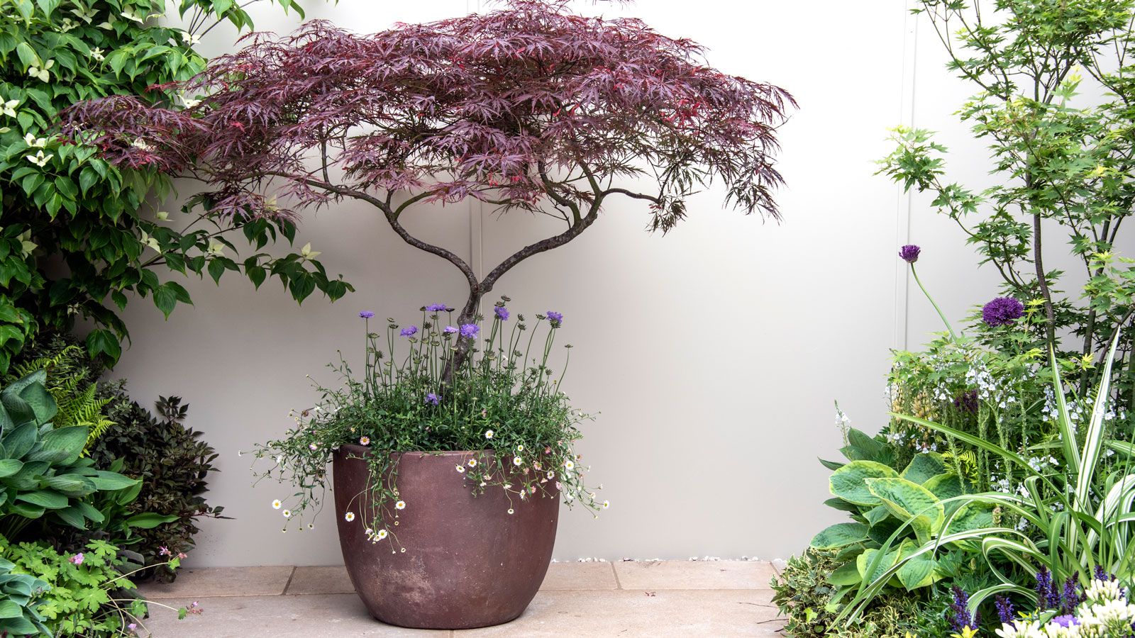 acer planted in copper container, underplanted with mexican fleabane and scabious, on patio pavers with borders of plants including hostas