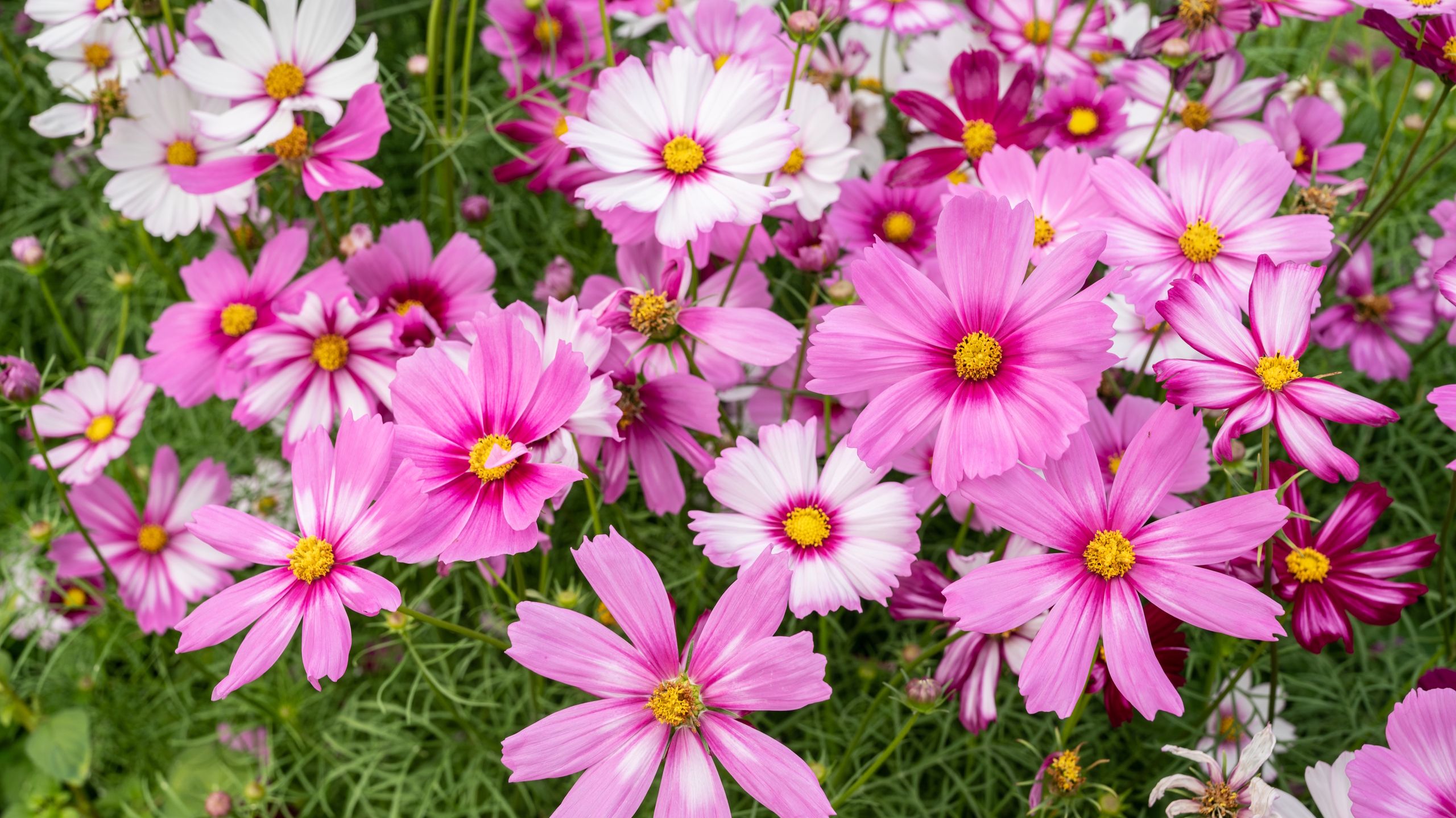 So lassen Sie einjährige Blumen bis zum Frost blühen – 3 Expertentricks für monatelang strahlendere Farben