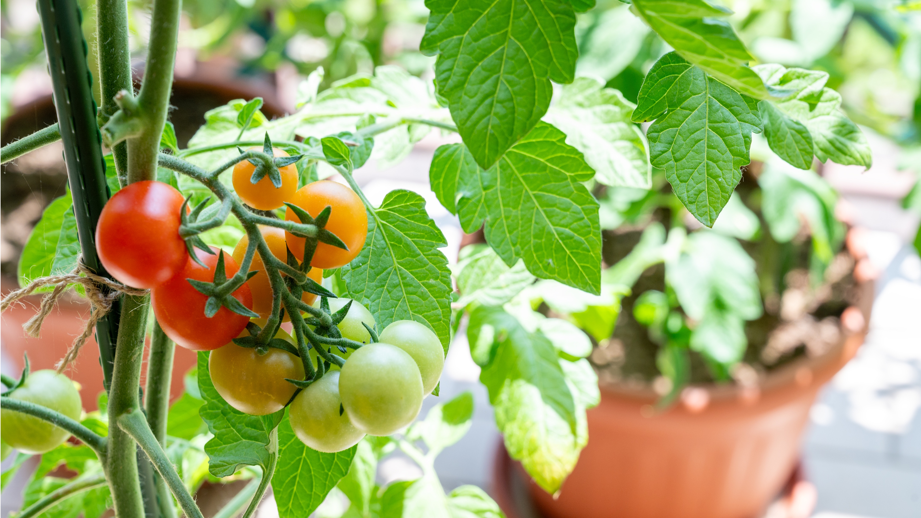 Tomaten wachsen am Weinstock