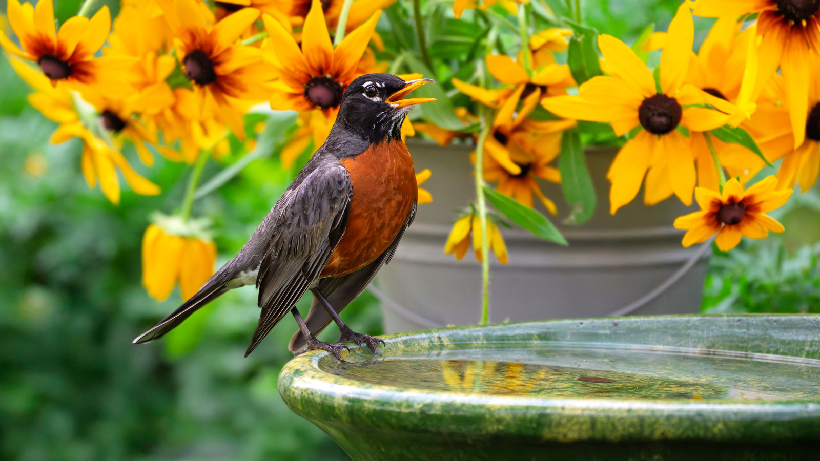 Vogel thront auf Vogeltränke mit Rudbeckia-Blüten im Hintergrund