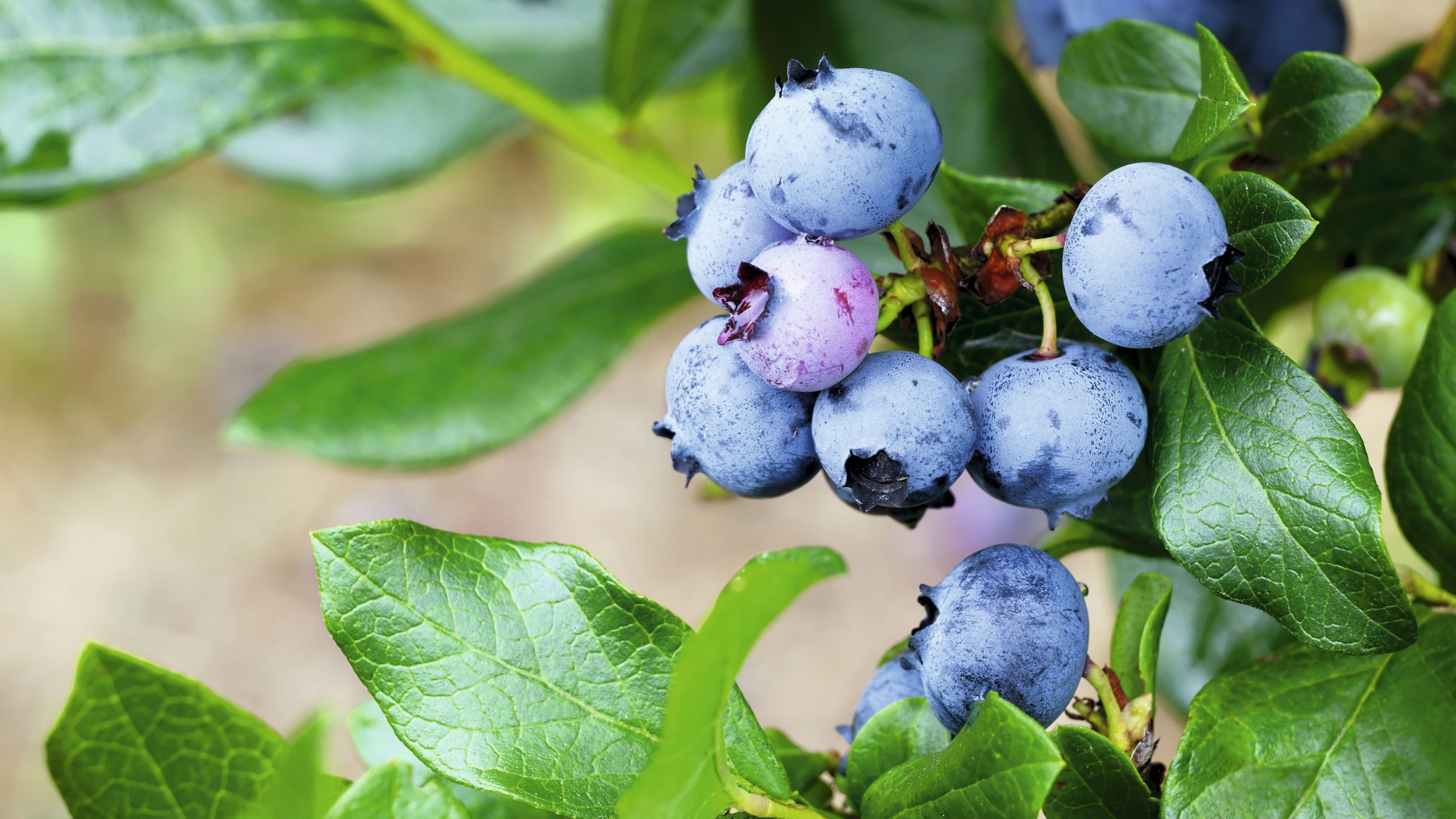 Was Ihre Blaubeeren jetzt brauchen – 4 Möglichkeiten, die Ernte im August sicherzustellen
