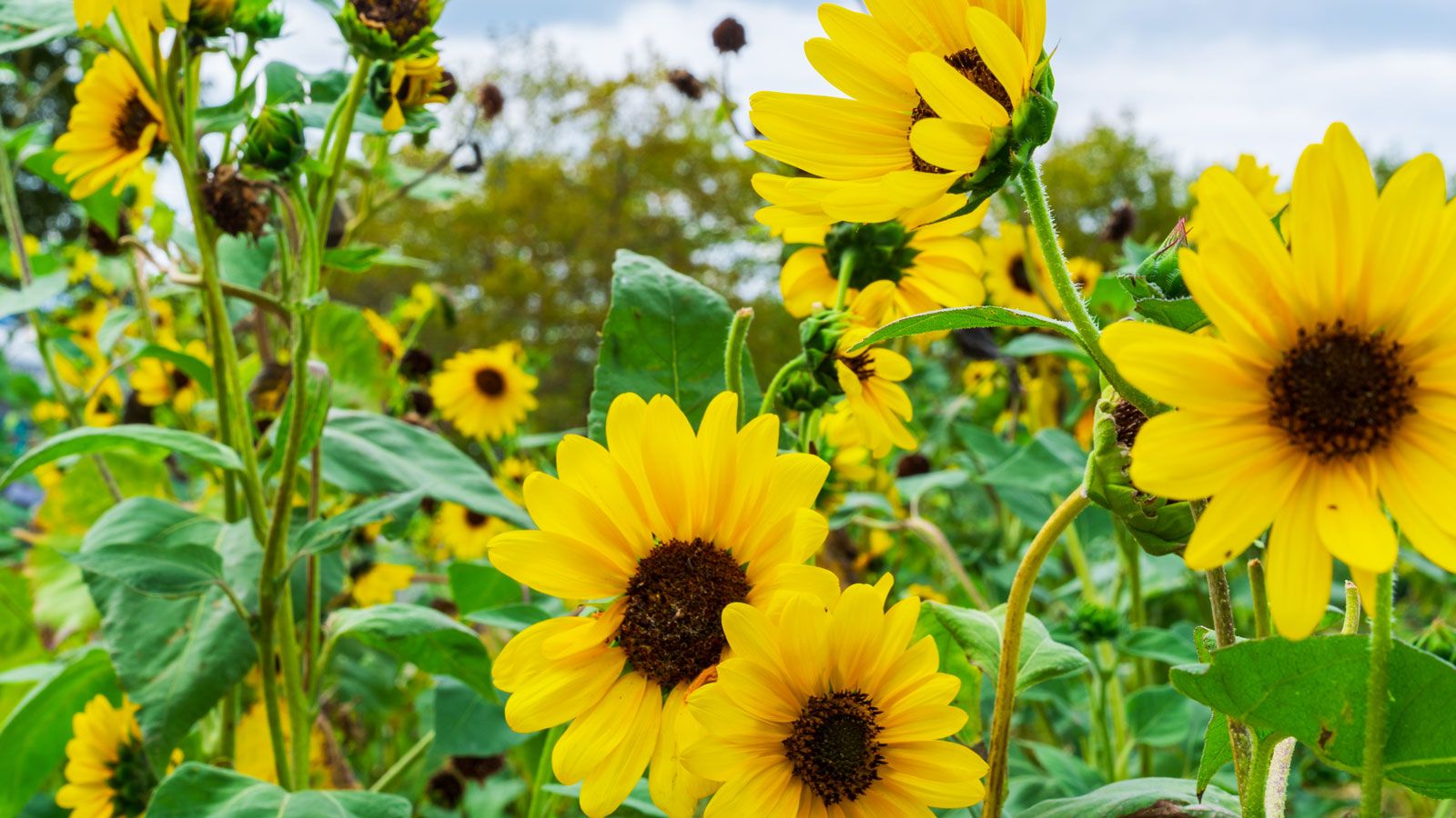 yellow sunflowers