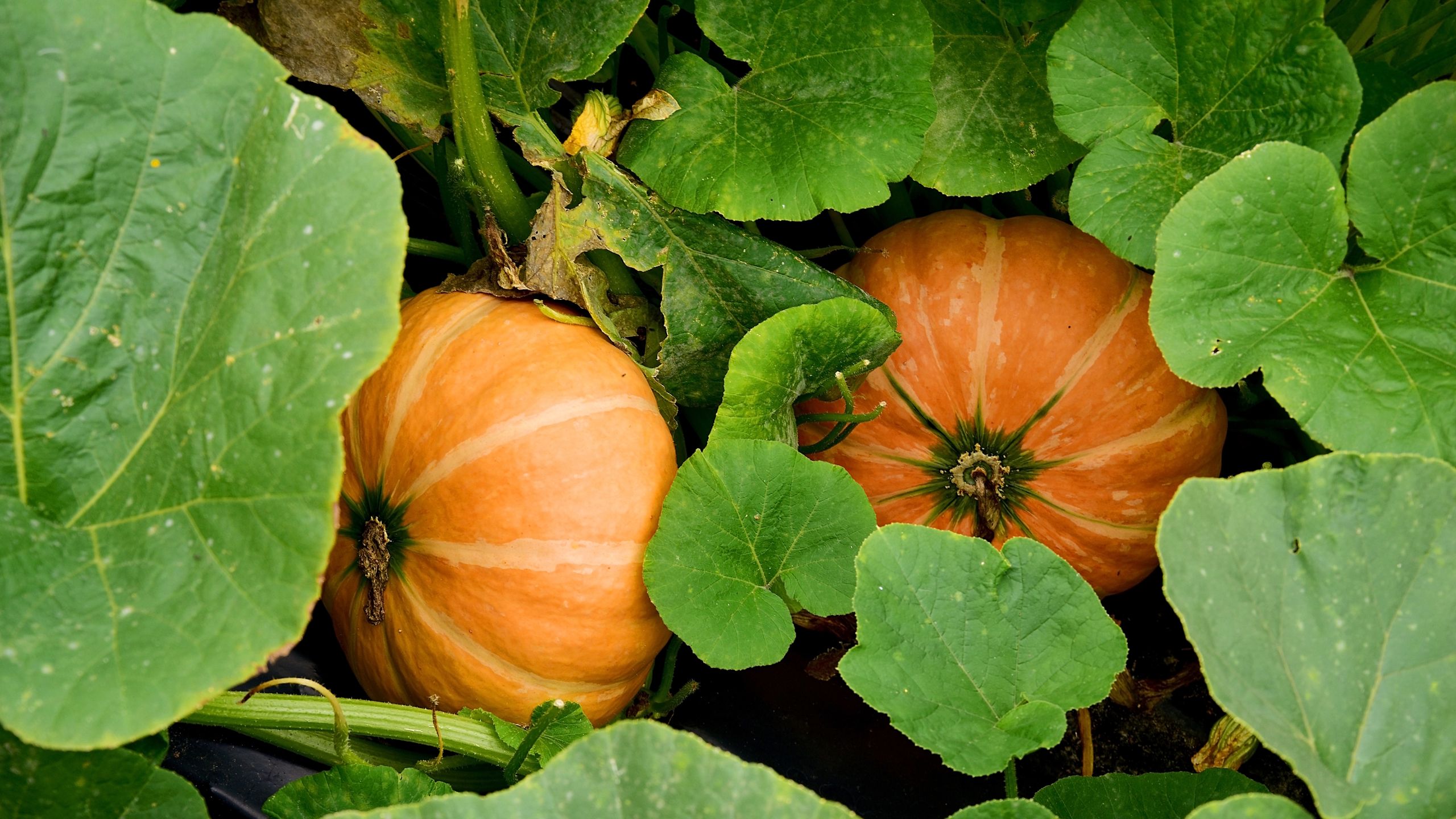 Was man im August mit Kürbissen machen kann, um diesen Herbst größere, gesündere Früchte zu erhalten