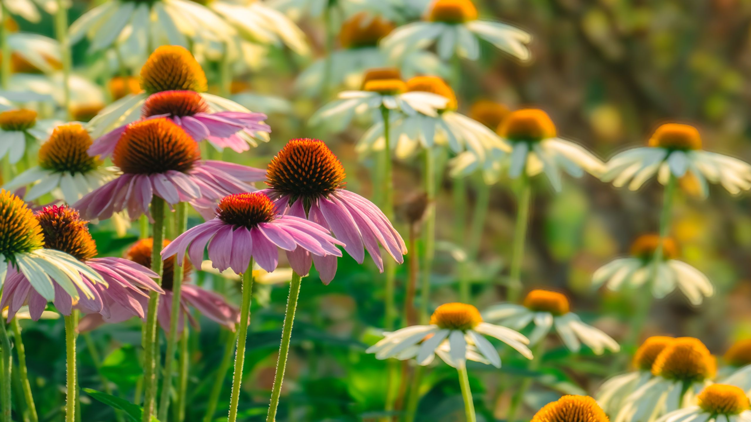 Was tun mit Sonnenhut im August? 5 Tipps, damit diese Spätsommerstars bis in den Herbst hinein ihre Leistung erbringen