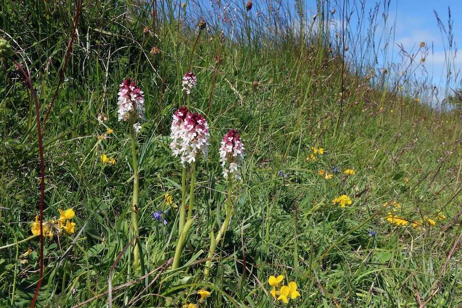 How are extreme weather events and climate warming affecting rare grassland species?