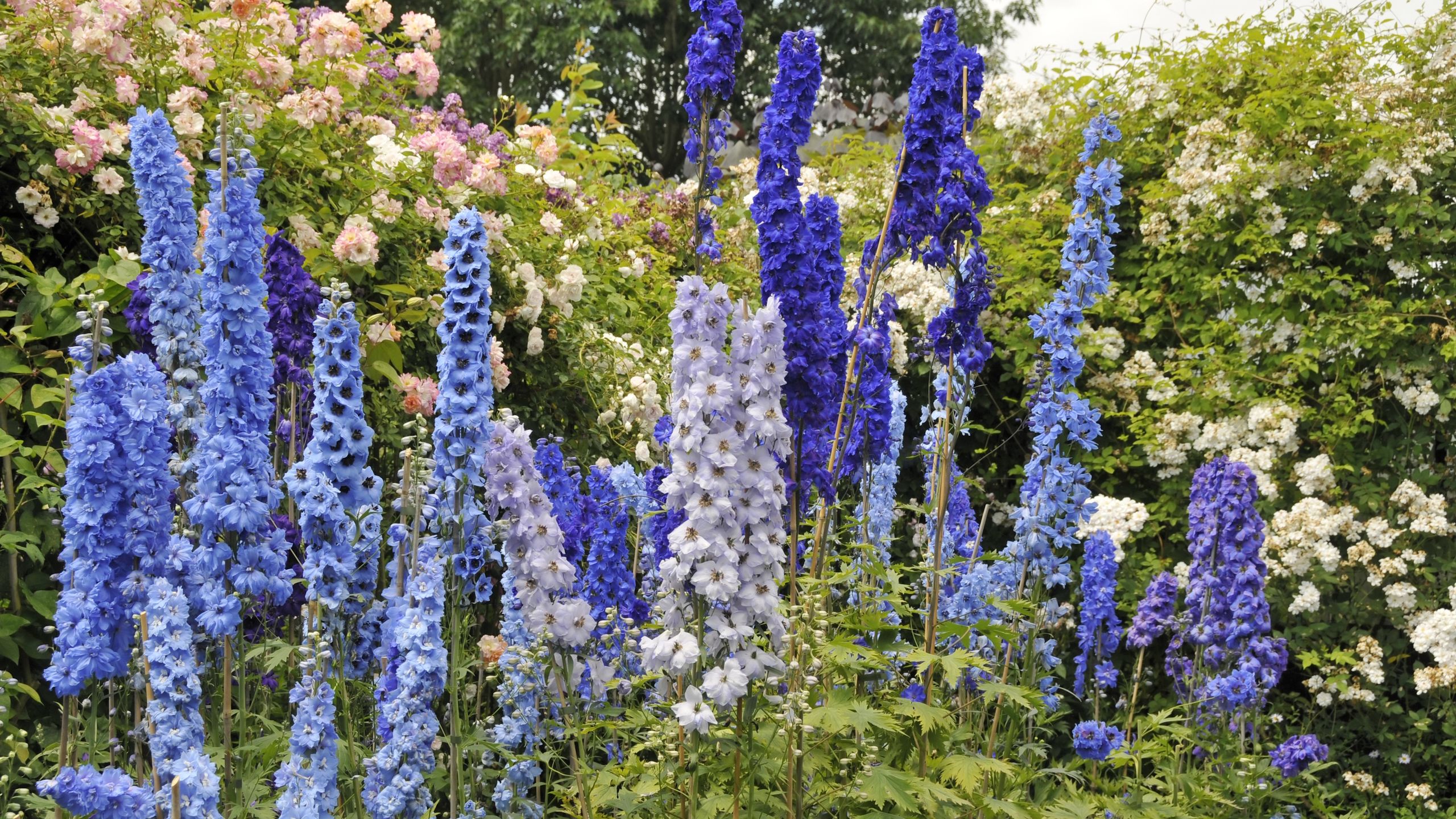 Wie man müde Delphinien wiederbelebt – 5 Aufgaben für eine zweite Blüte von Blütenrispen