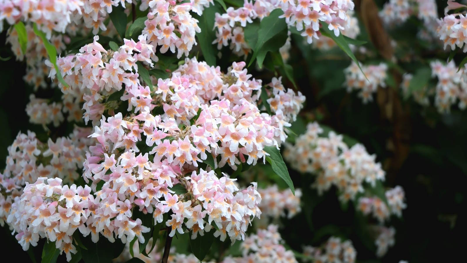 Abelia-Strauch mit rosa Blüten bedeckt