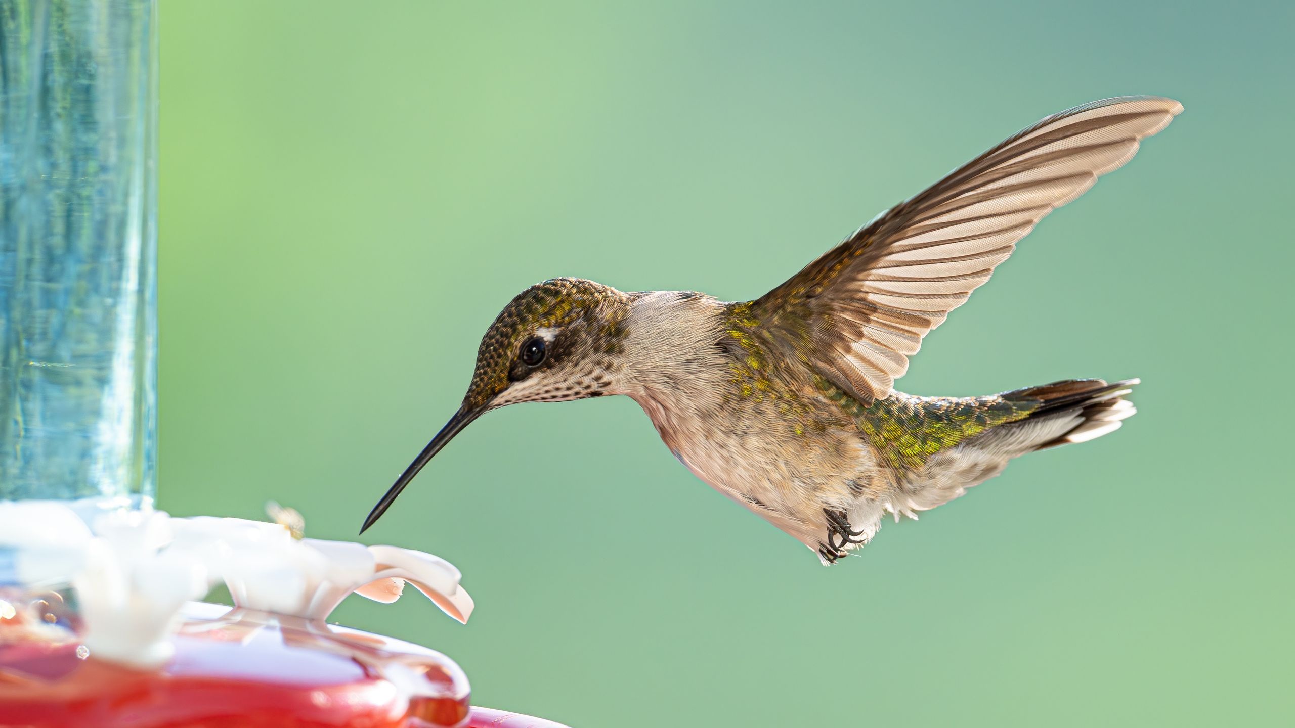 Wo Sie einen Kolibri-Futterspender aufhängen können, um mehr dieser skurrilen Kreaturen in Ihrem Garten zu sehen