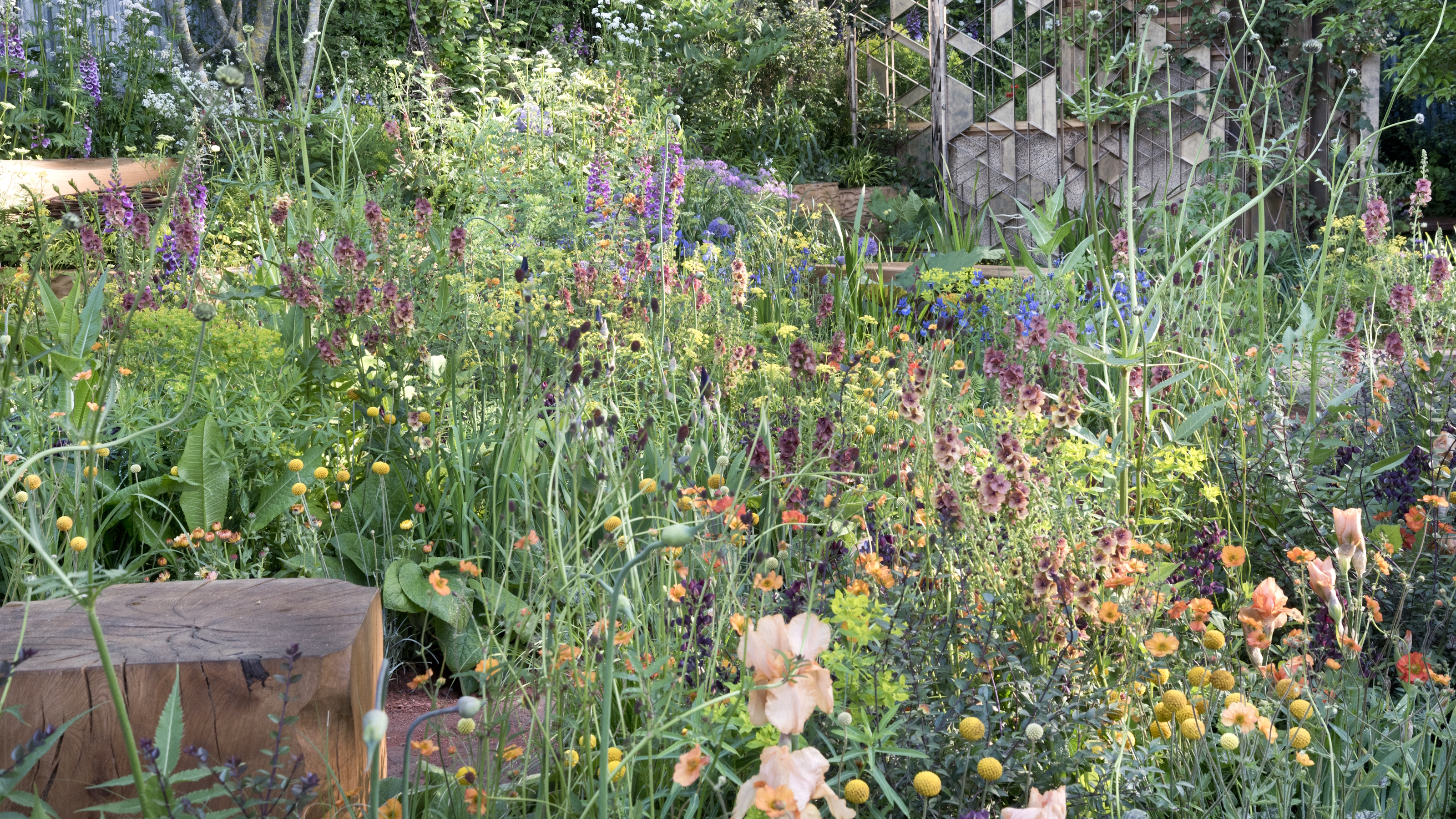 Ein Blumenbeet voller Sommerblüten auf der RHS Chelsea Flower Show
