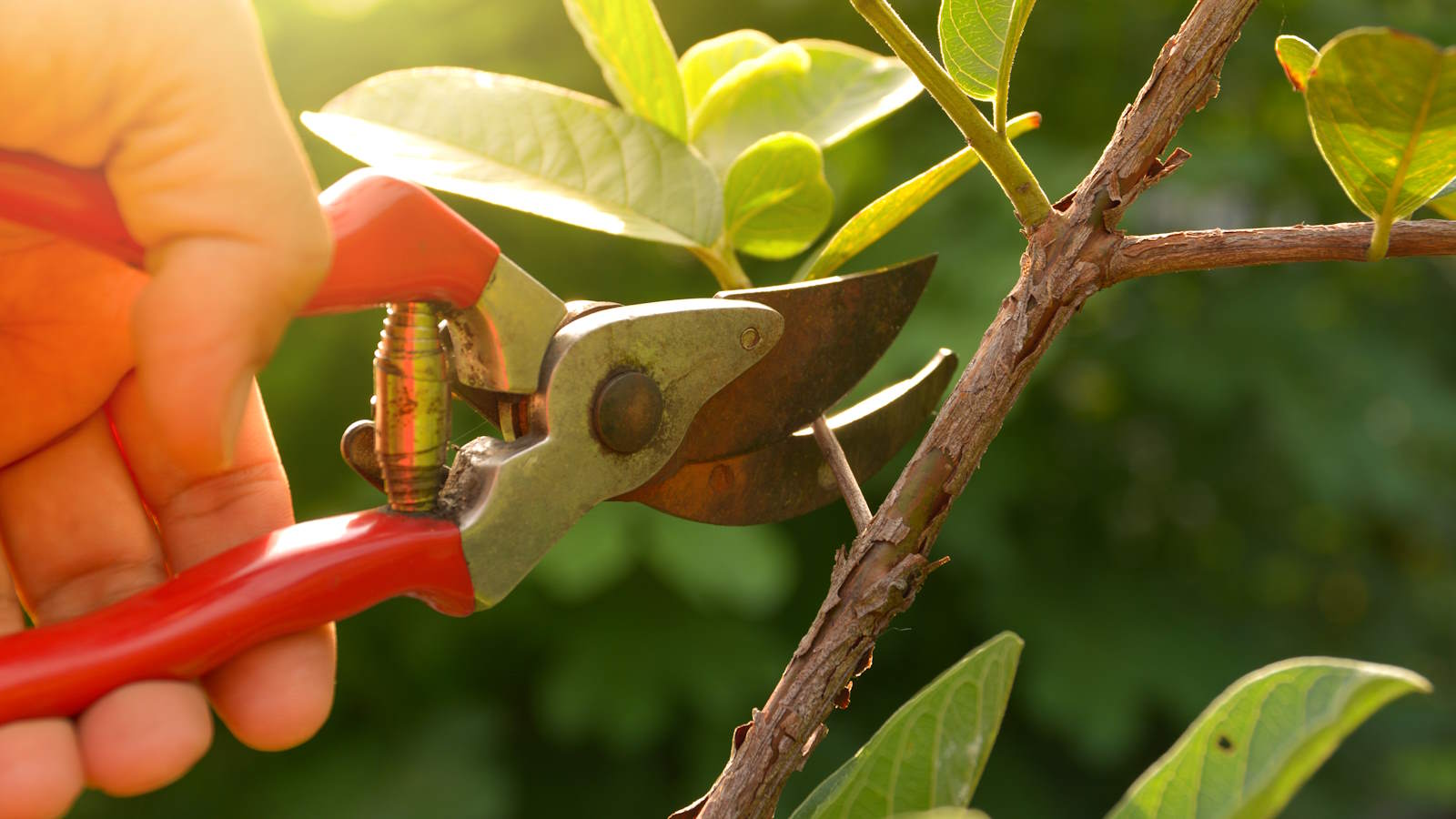 Beschneiden im Frühjahr mit einer Gartenschere