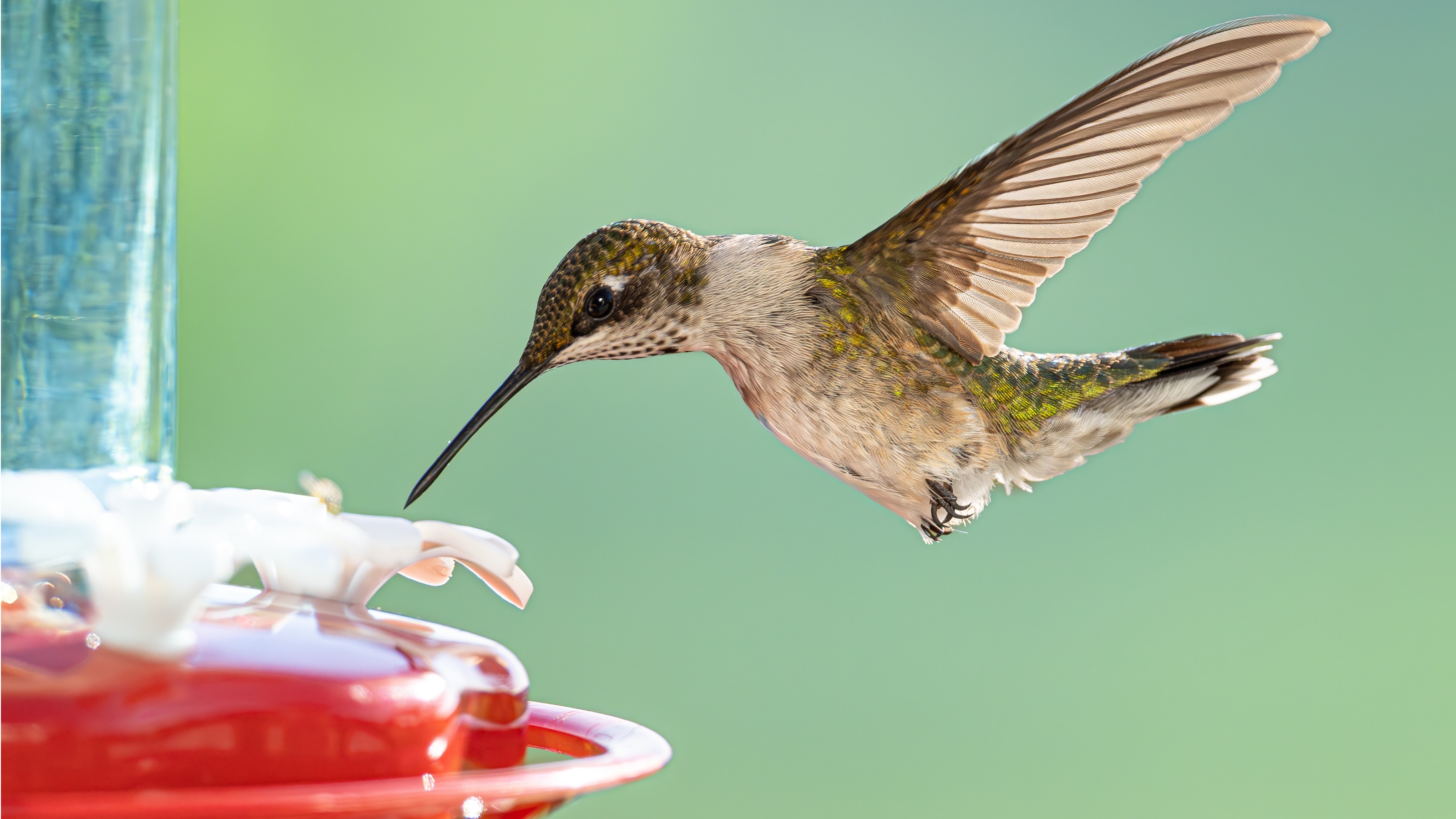 Kolibri mit Futterhäuschen