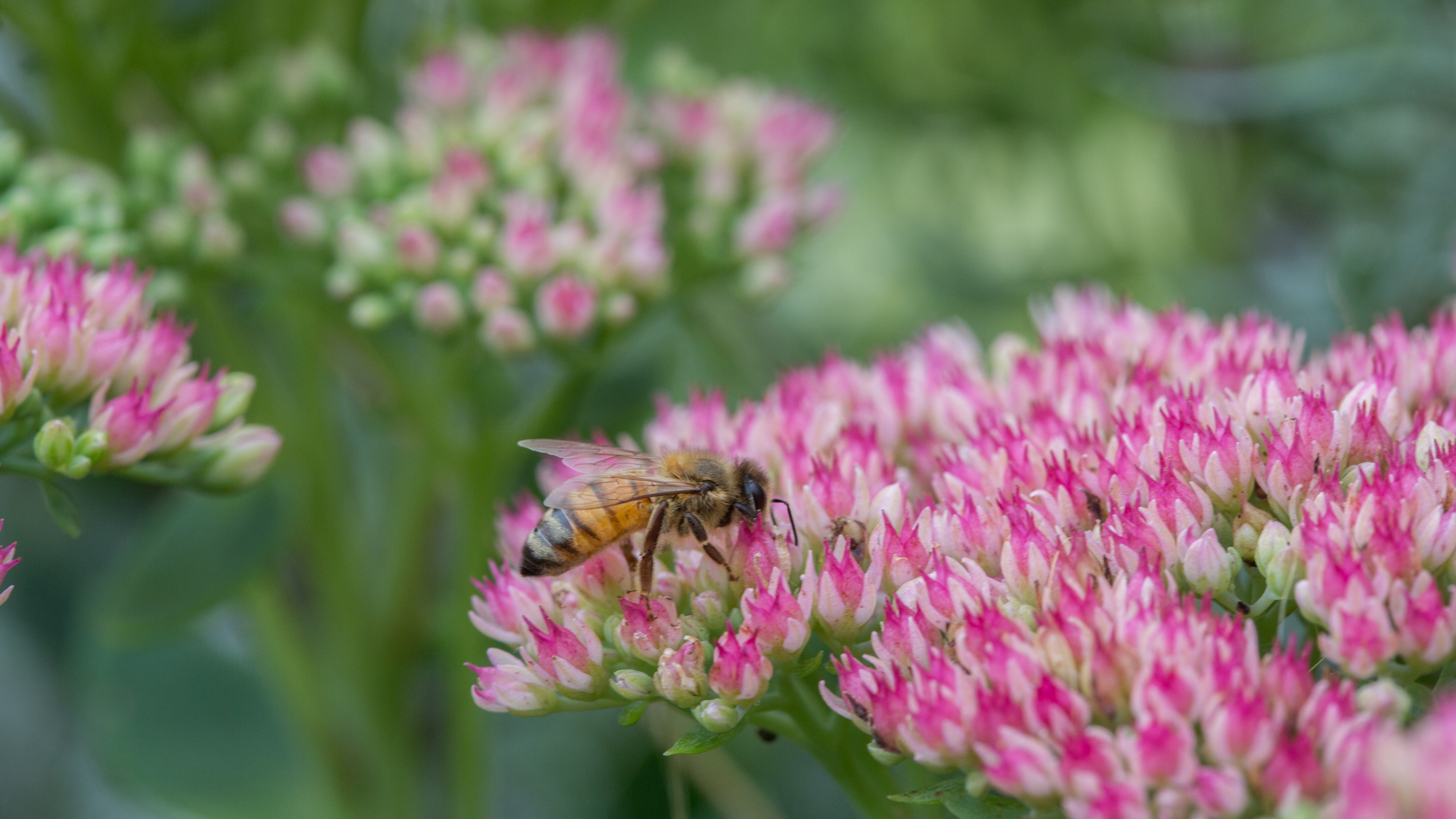 Sedum Herbstfreude