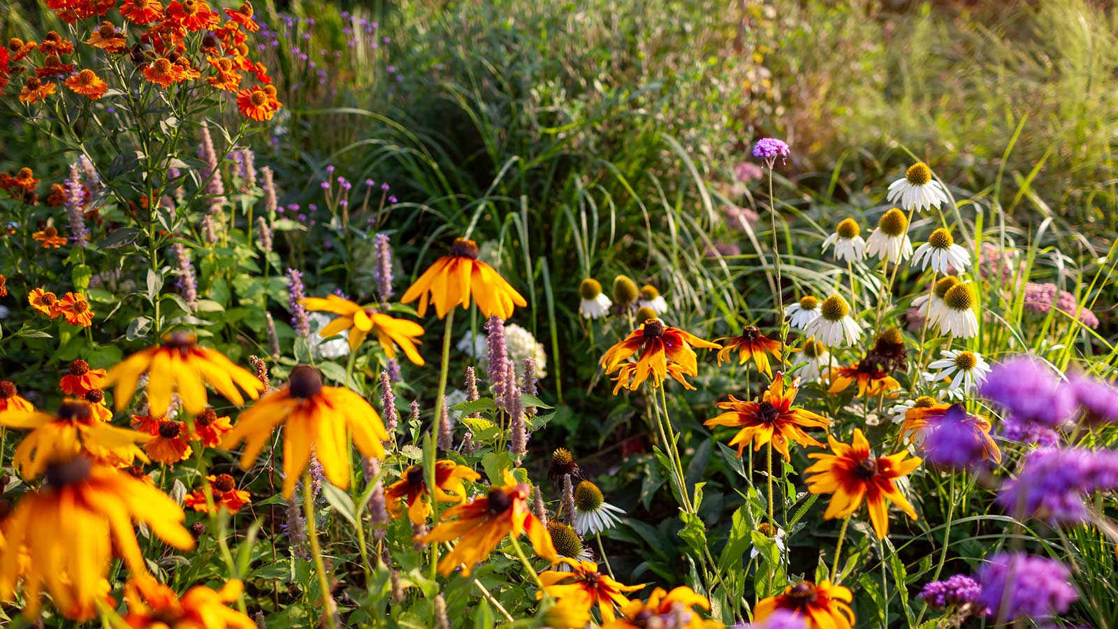 bunte Herbstblumen