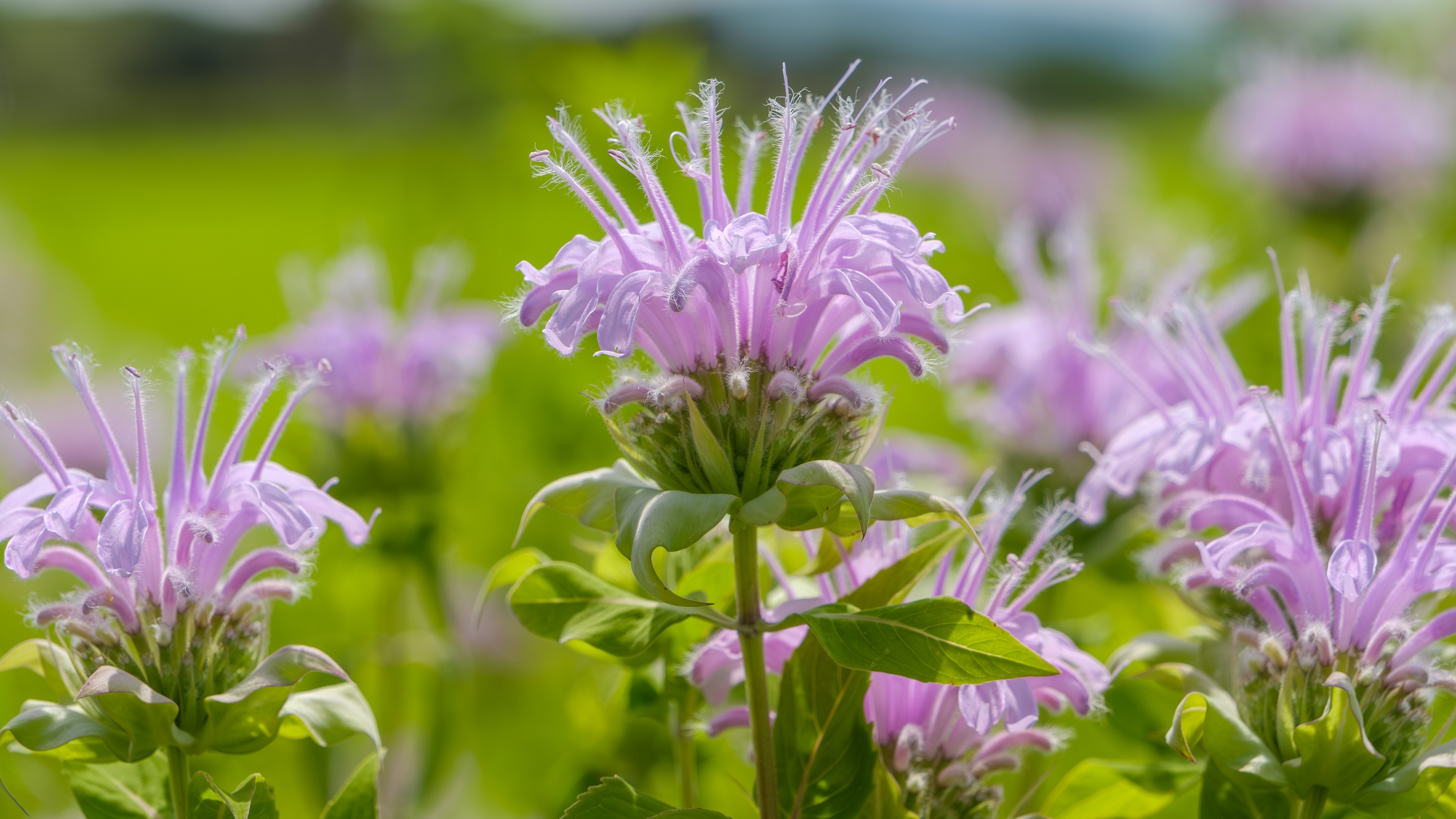 Bienenrinde, Monarda didyma