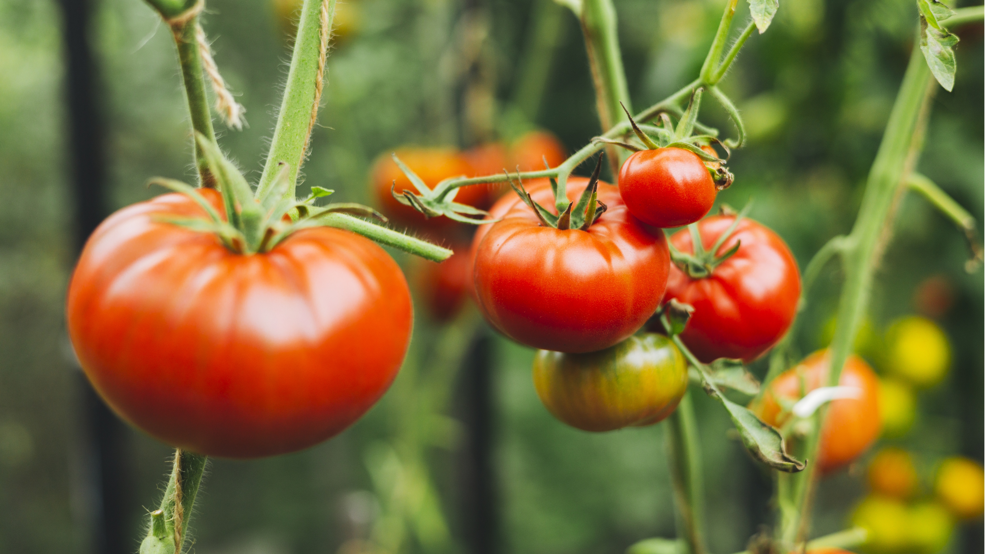 Reife Tomaten am Rebstock