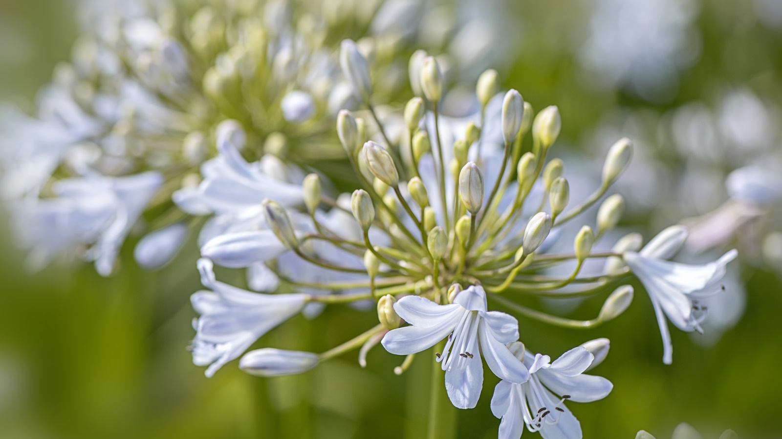 Blasslila Agapanthusblüte