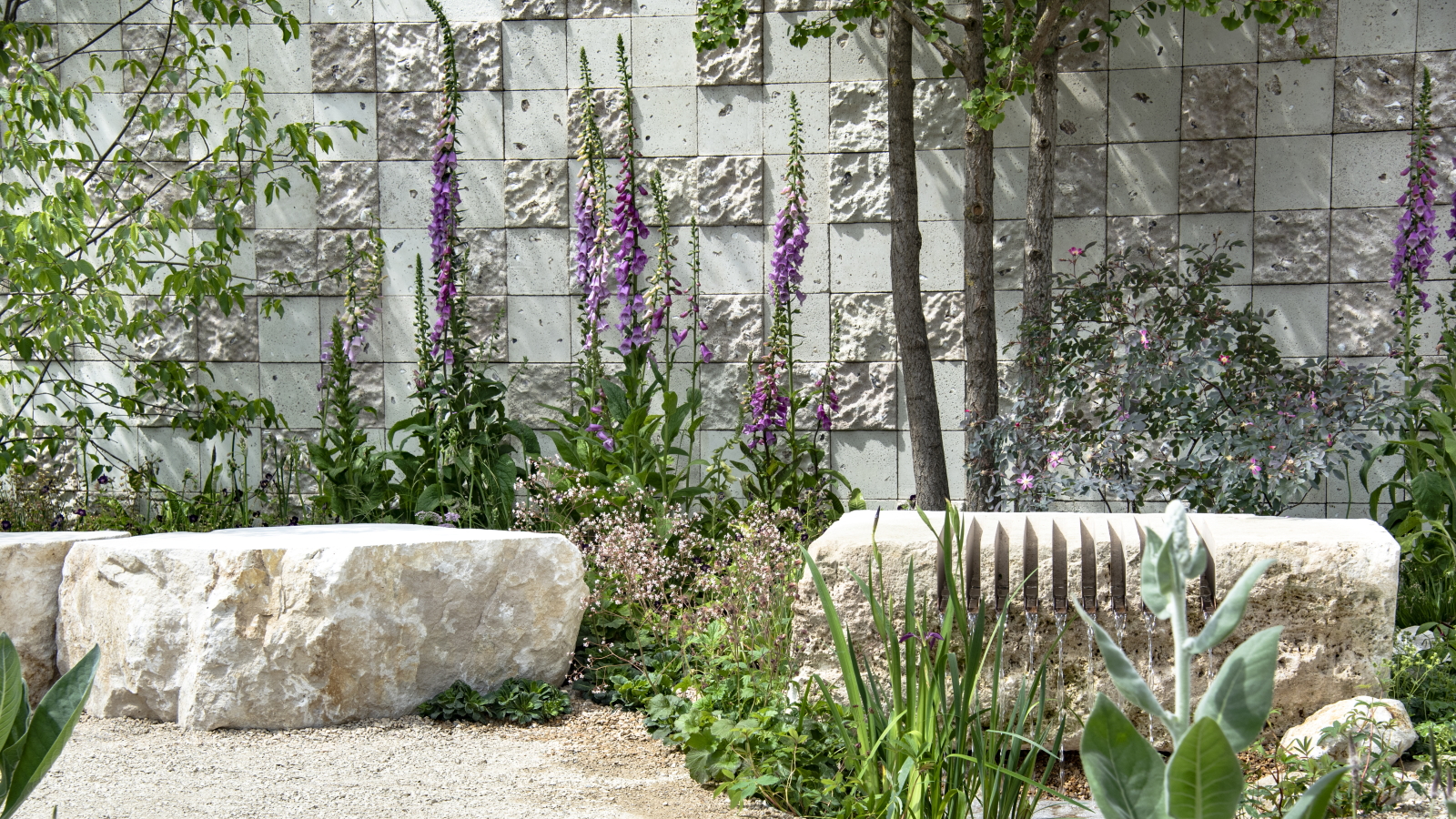 Ein Schaugarten auf der RHS Chelsea Flower Show 2026 mit lila Fingerhut, der hinter großen Steinen neben einem Kiesweg wächst
