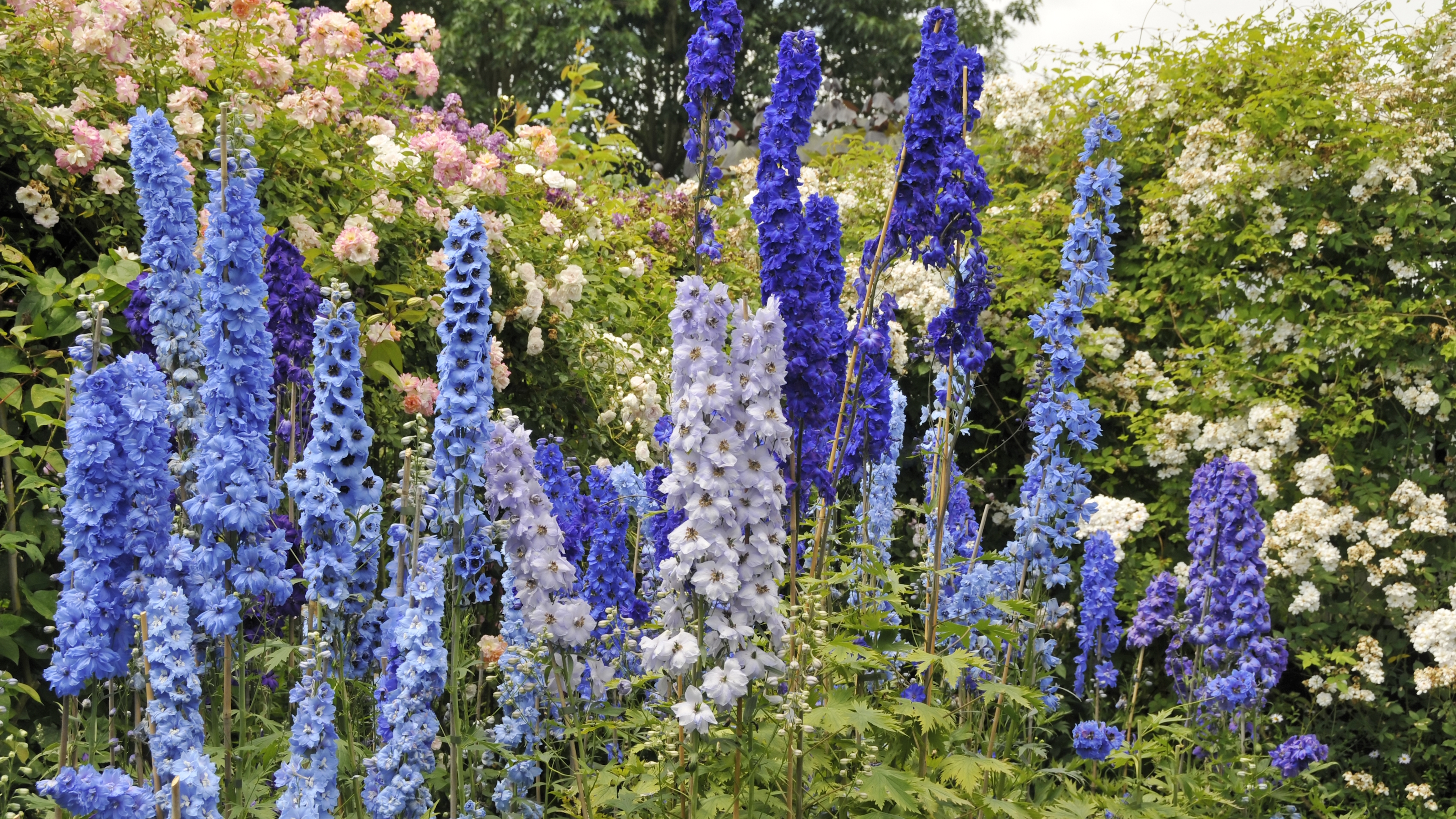Blaue Ritterspornblüten blühen in einem Garten neben Rosen