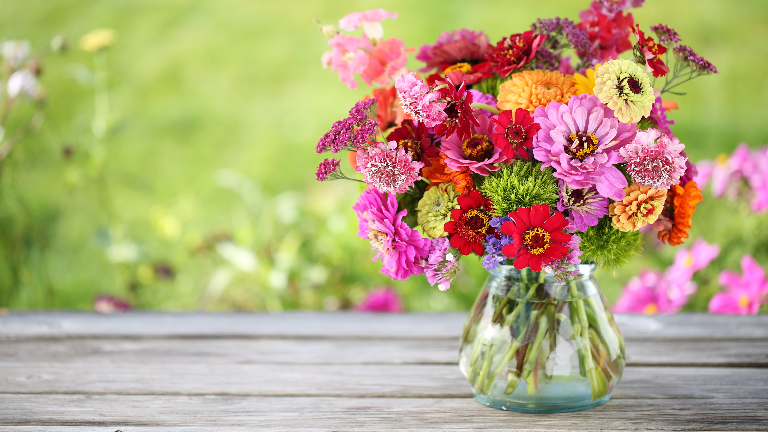 Zinnien in Vase