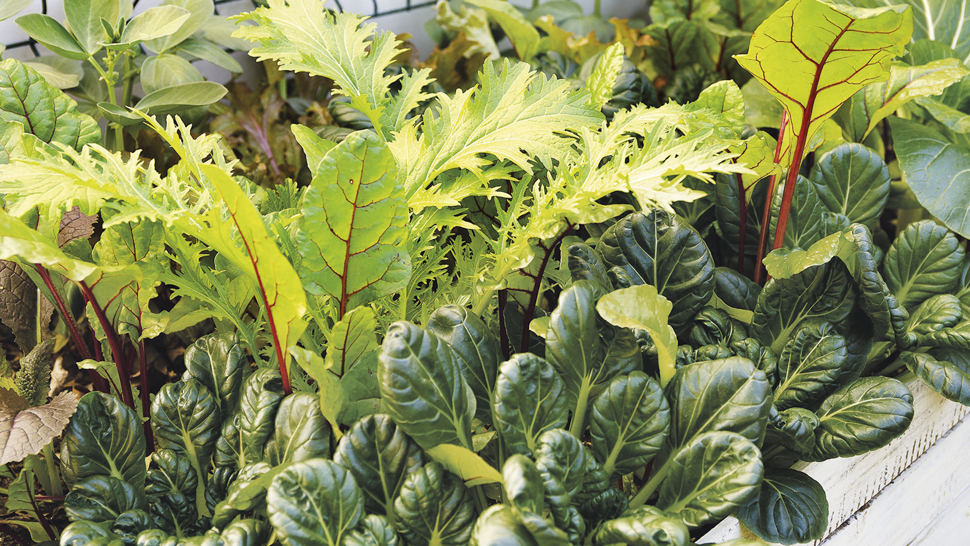Ein Hochbeet beherbergt jede Menge Herbstgemüse und Salatblätter, darunter Mizuna, Senf, Pak Choi und Mangold